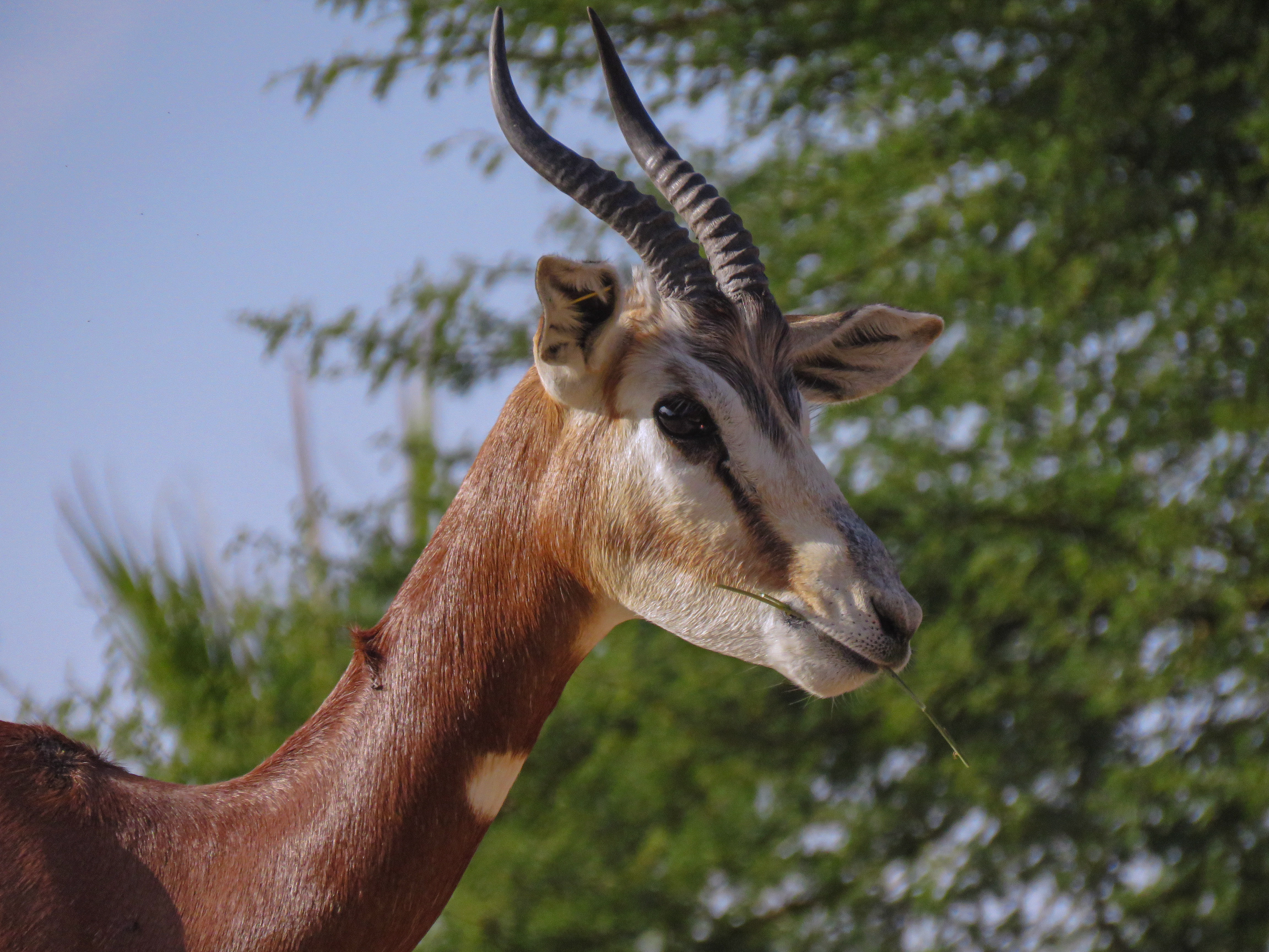 Al Ain Zoo