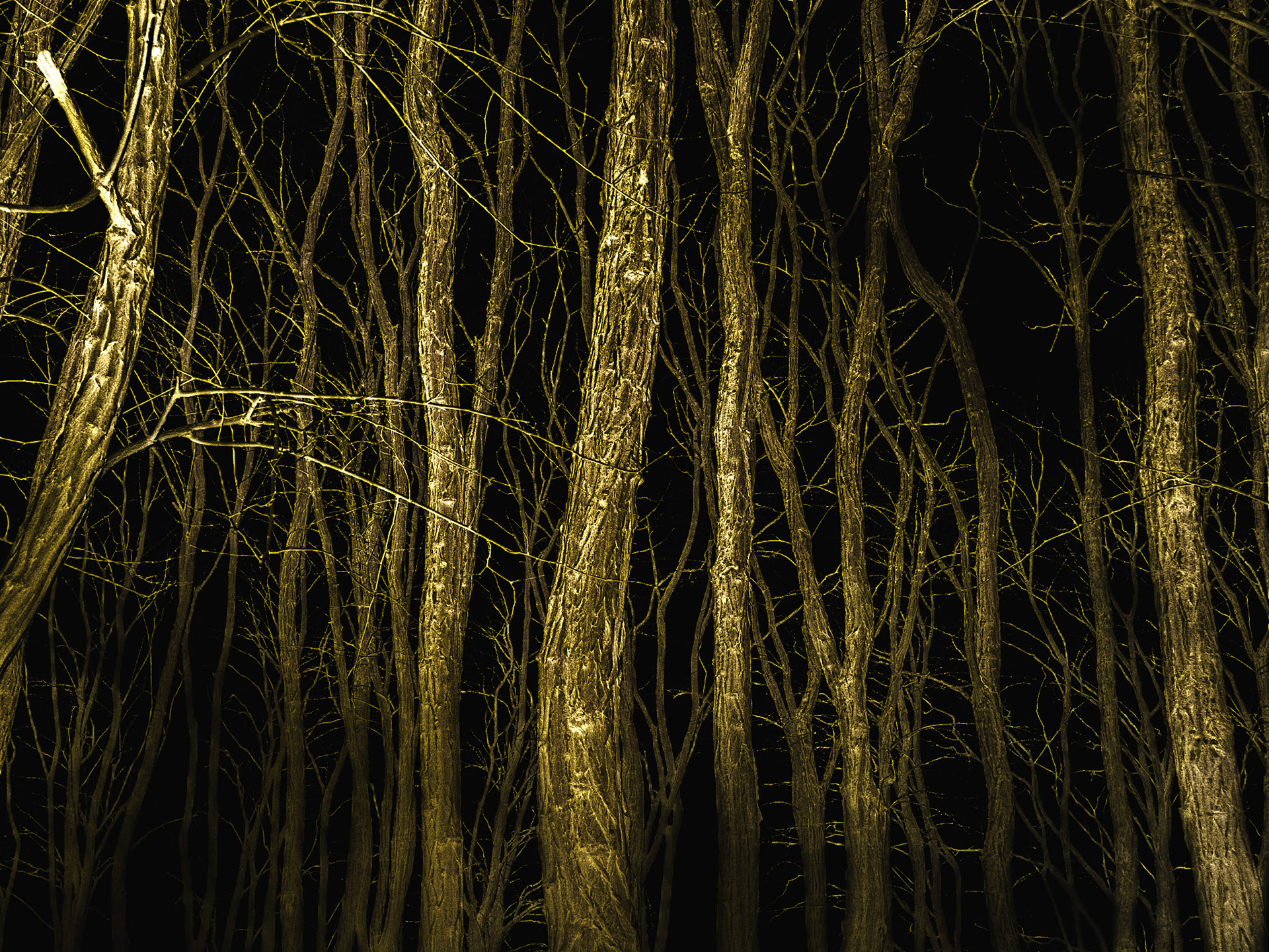 Black Forest