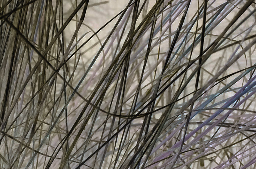 Marsh Grasses Grey