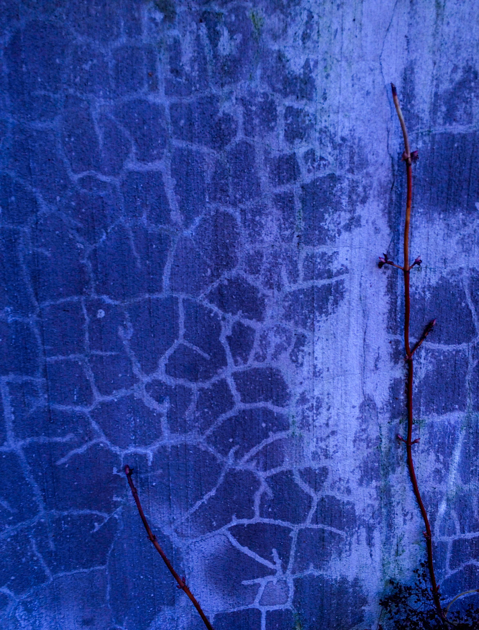 Blue Fields