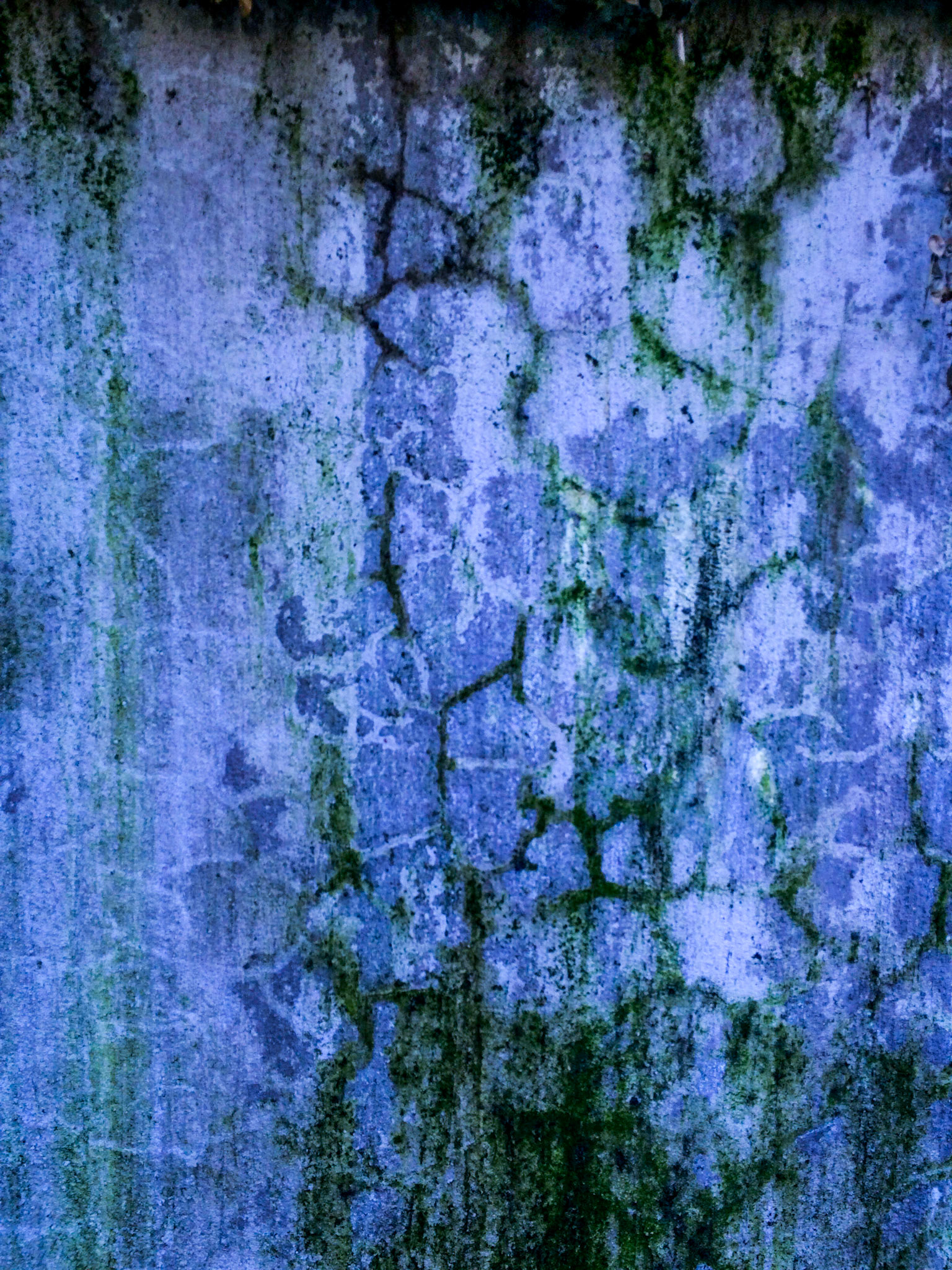 Blue violet