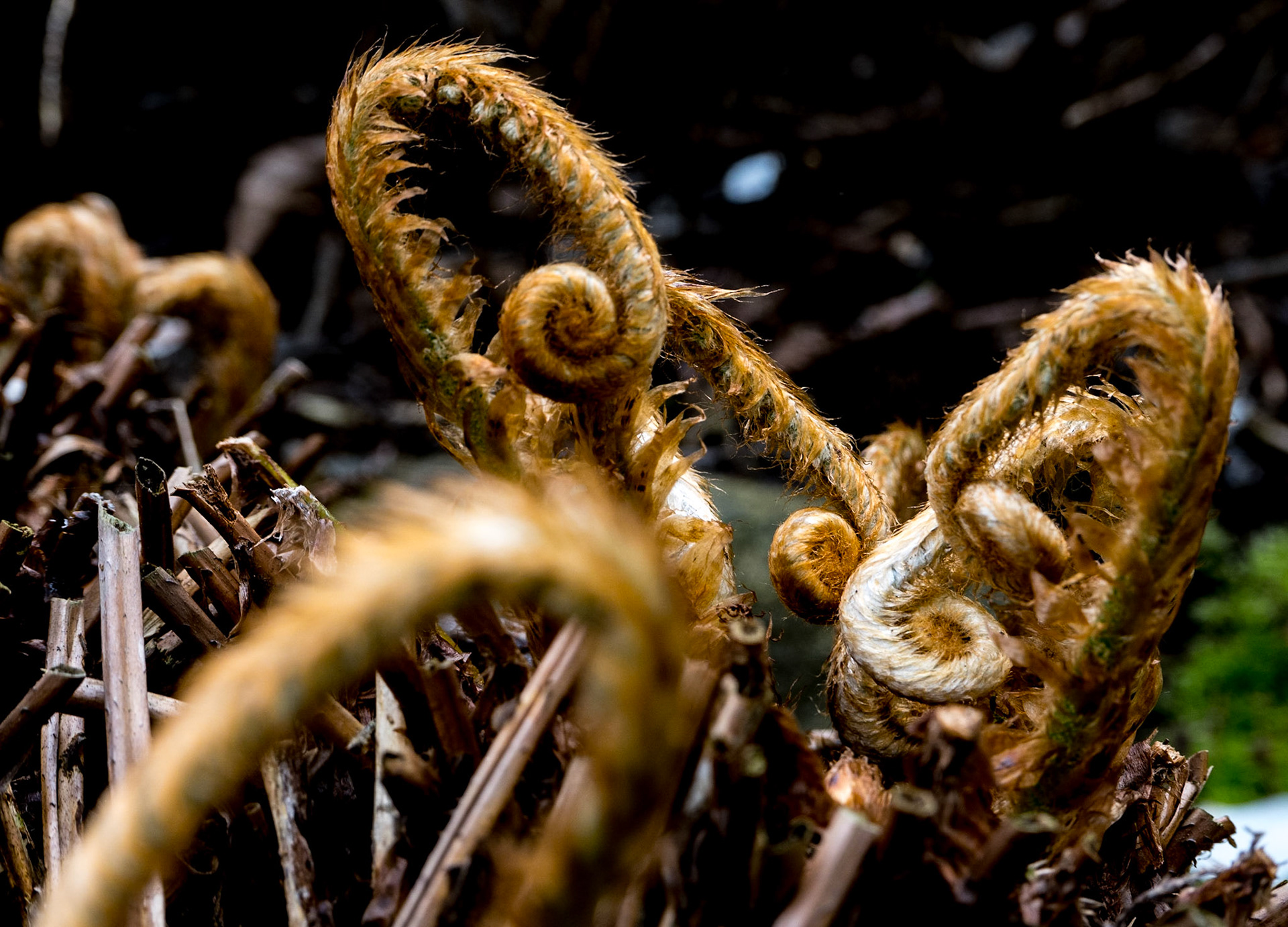 Fiddlehead