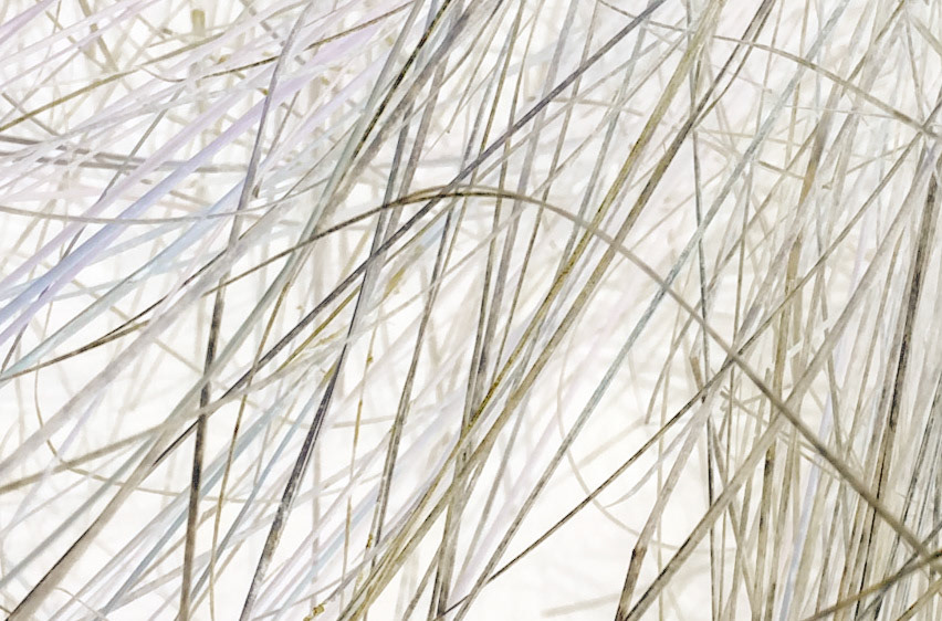 Marsh Grasses White
