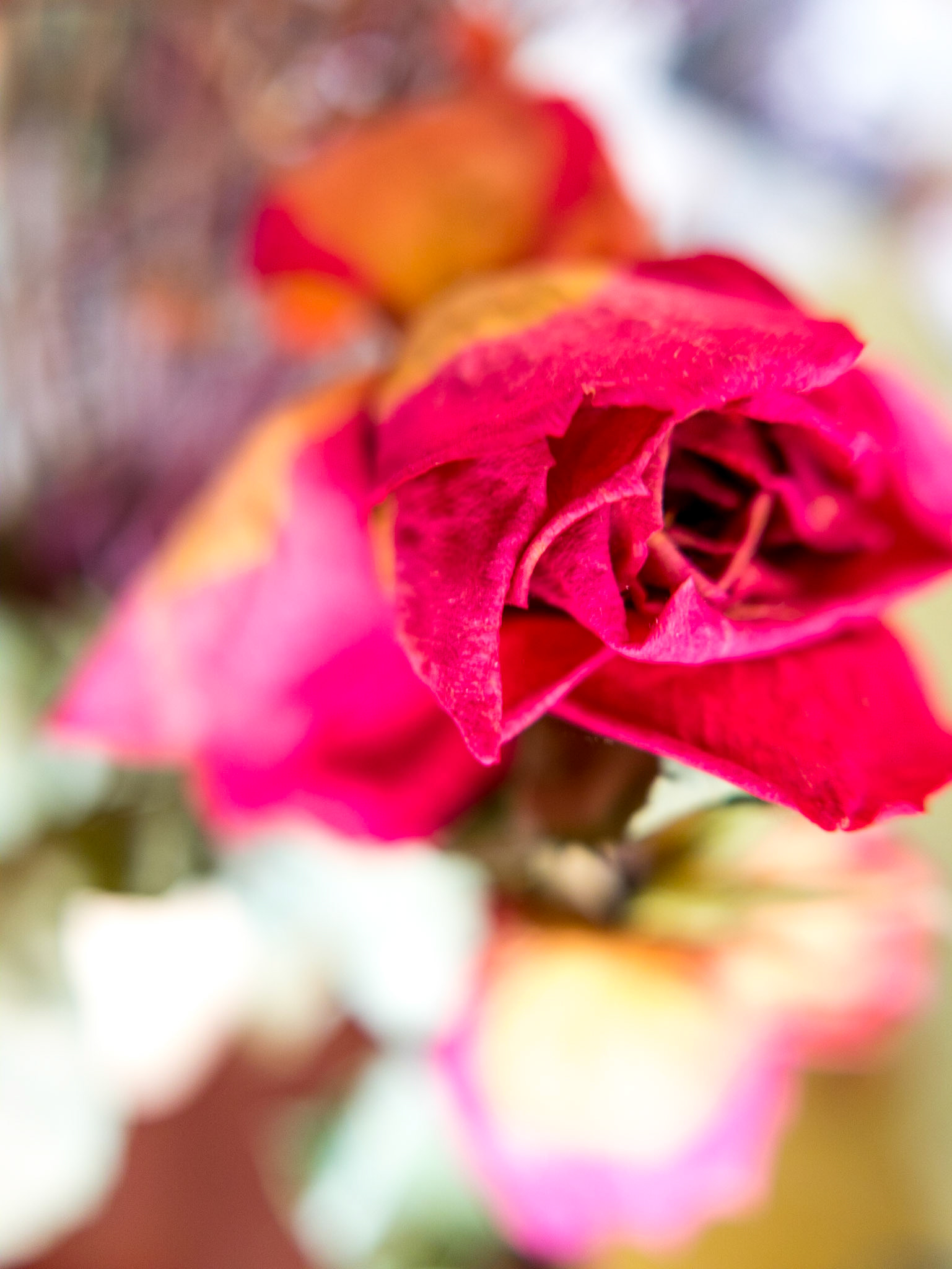 Pink Rose