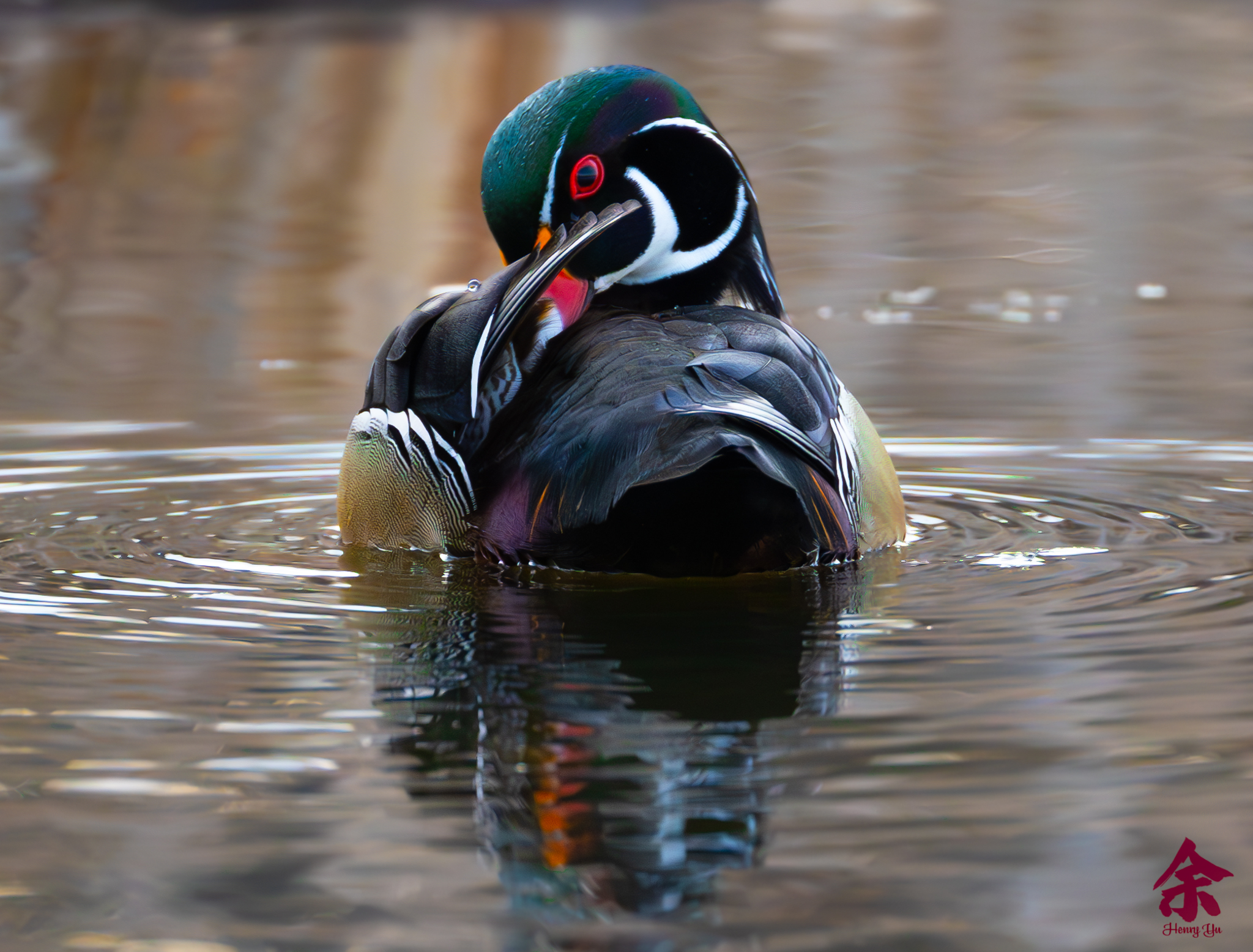 Ducks of Ontario