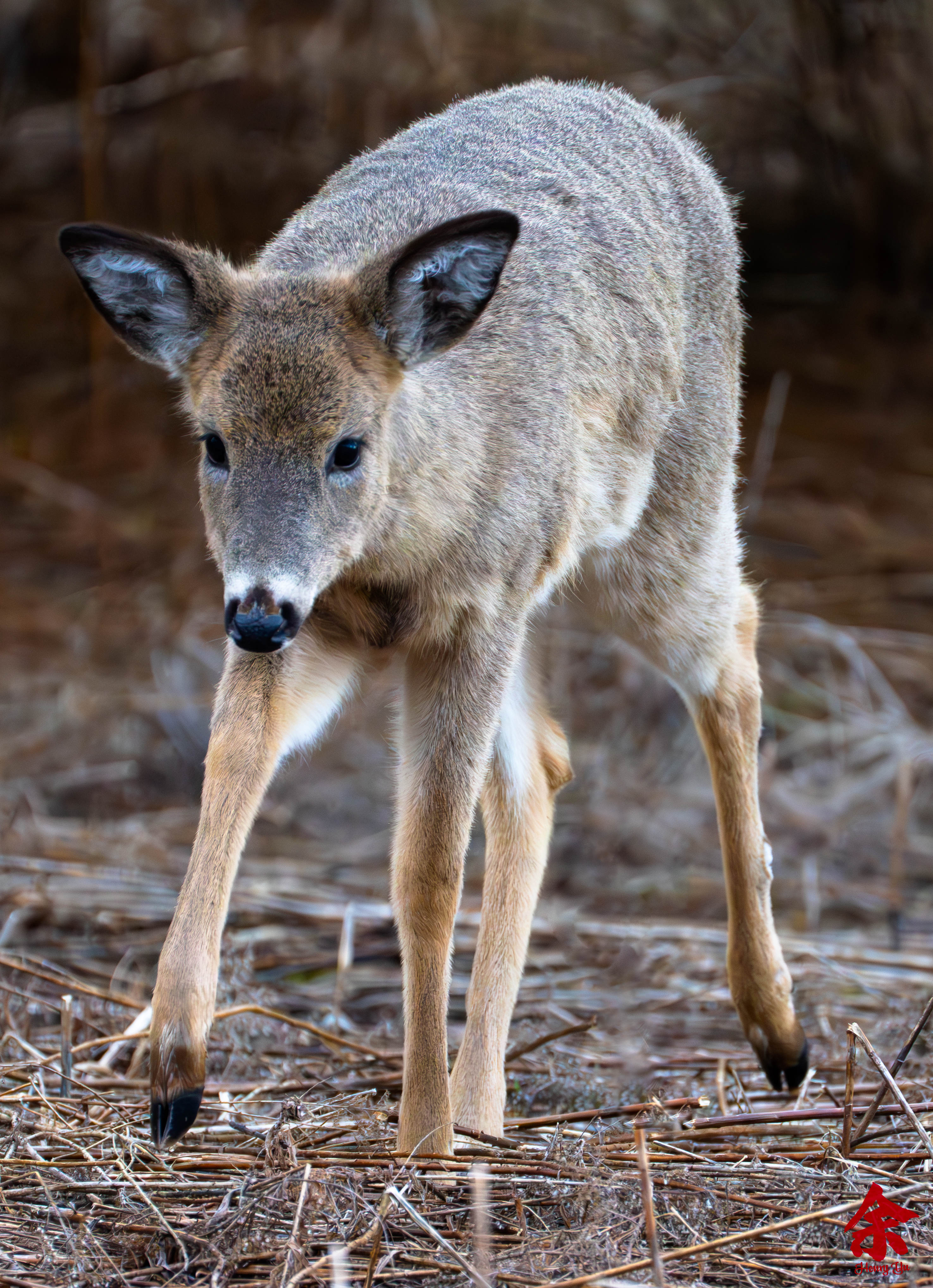 Ungulates of Ontario