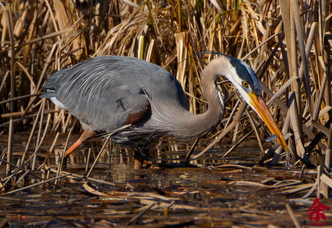 Storks, Cranes, Herons