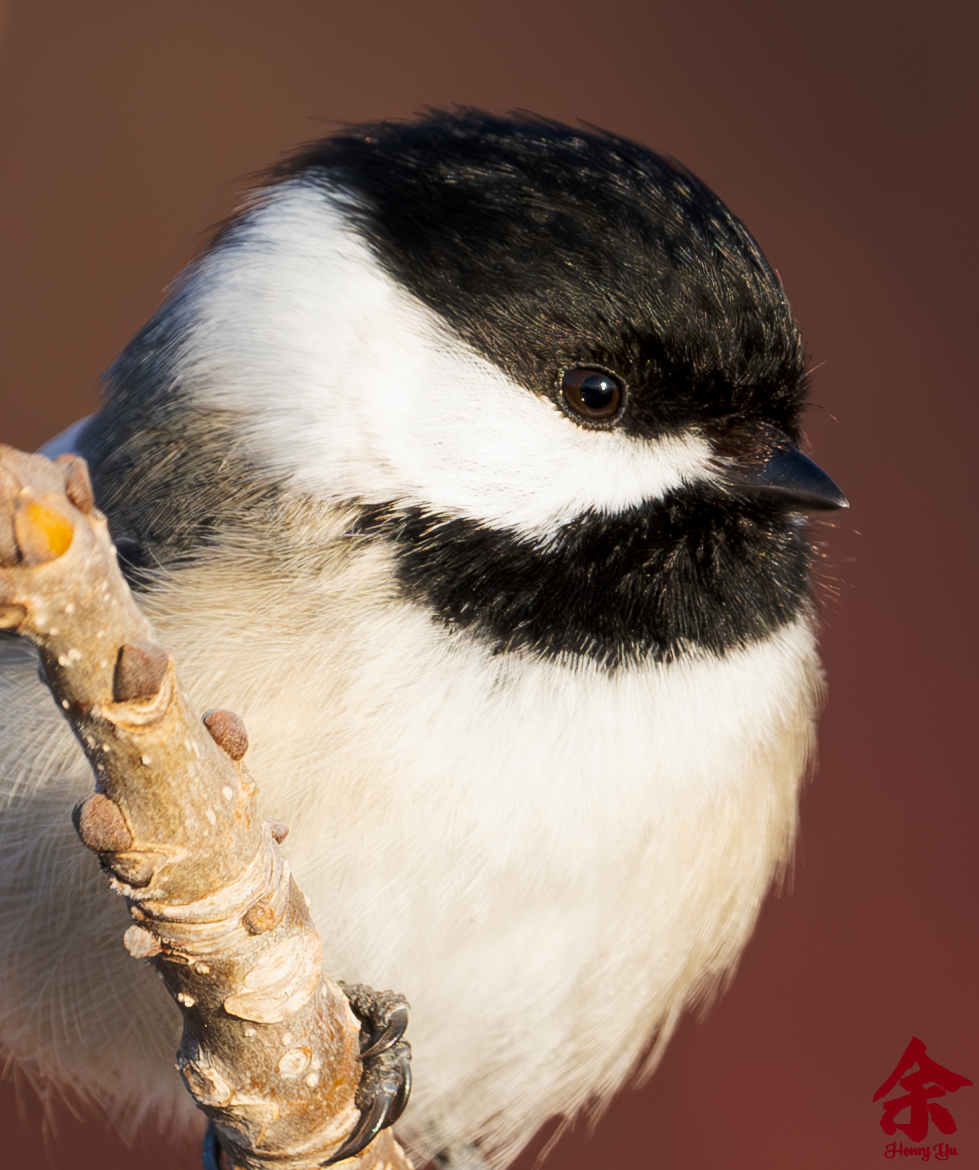 Borbs