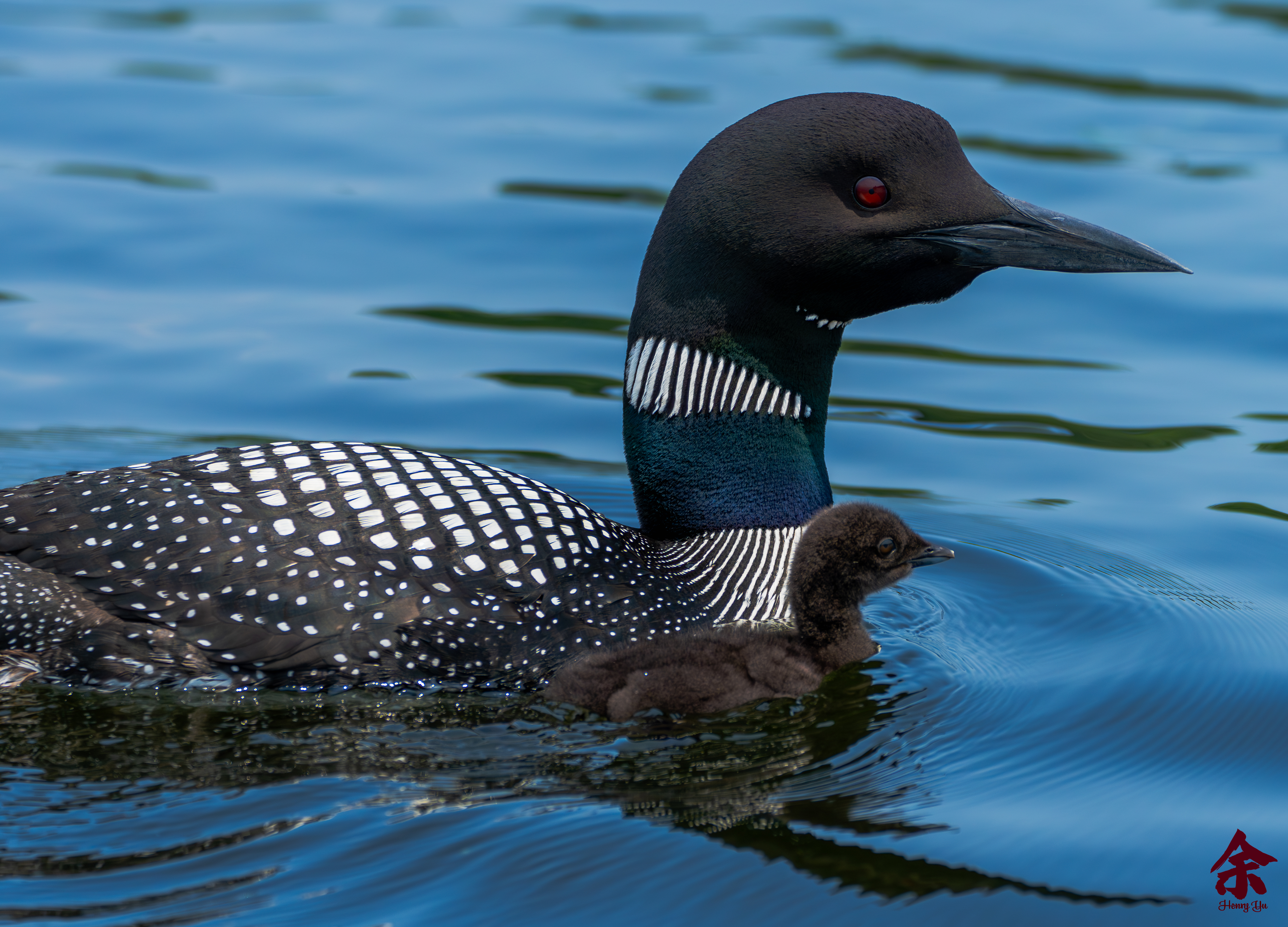 Loons