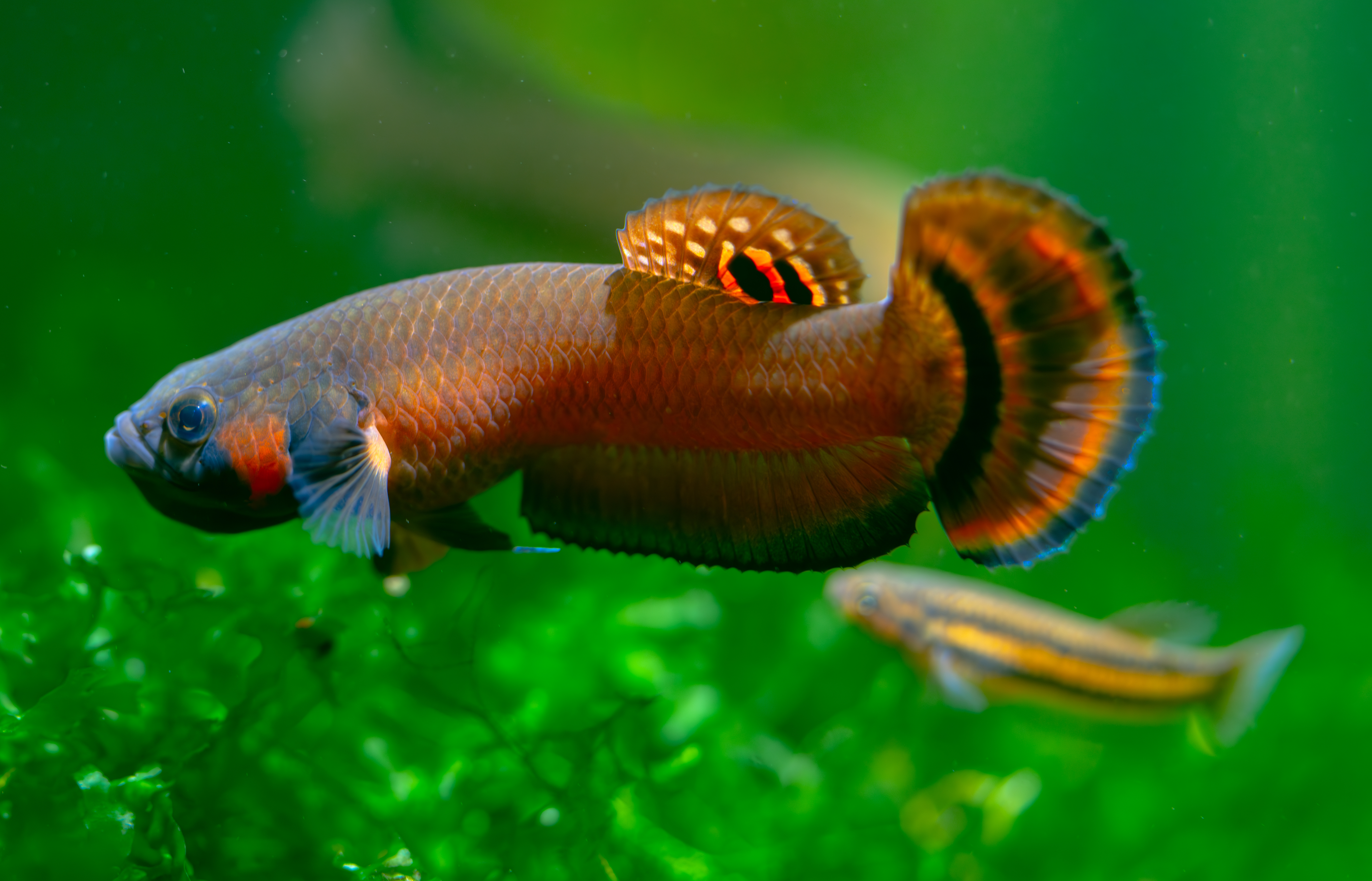 Bettas