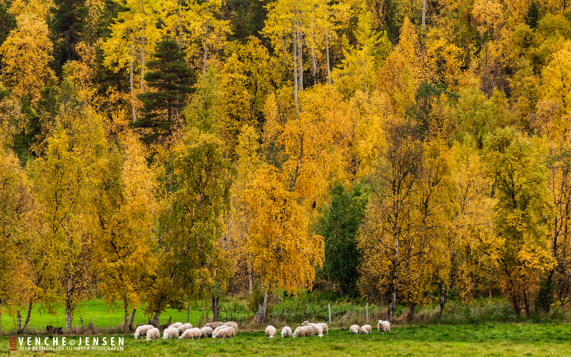 Parti fra Nerskogen - Alta