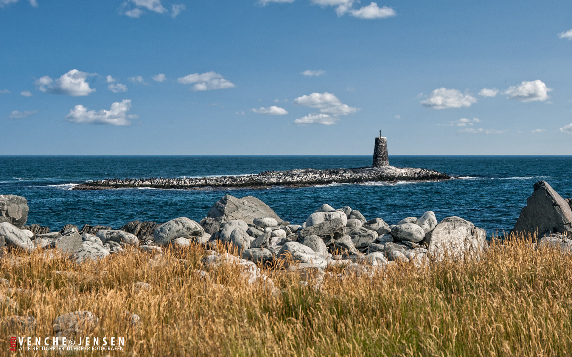 Svartoksen - Berlevåg