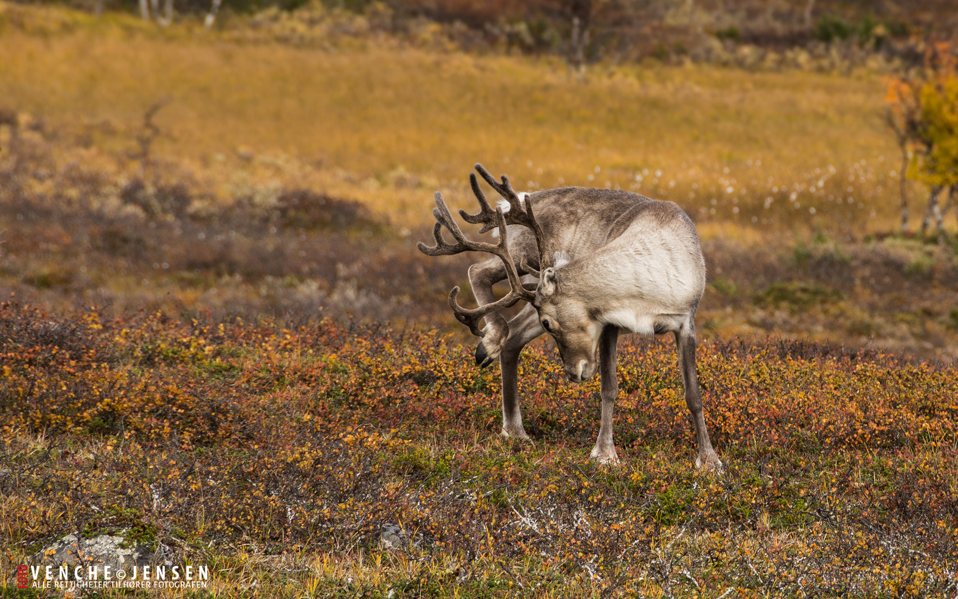 Uff kor det klødde - Beskades