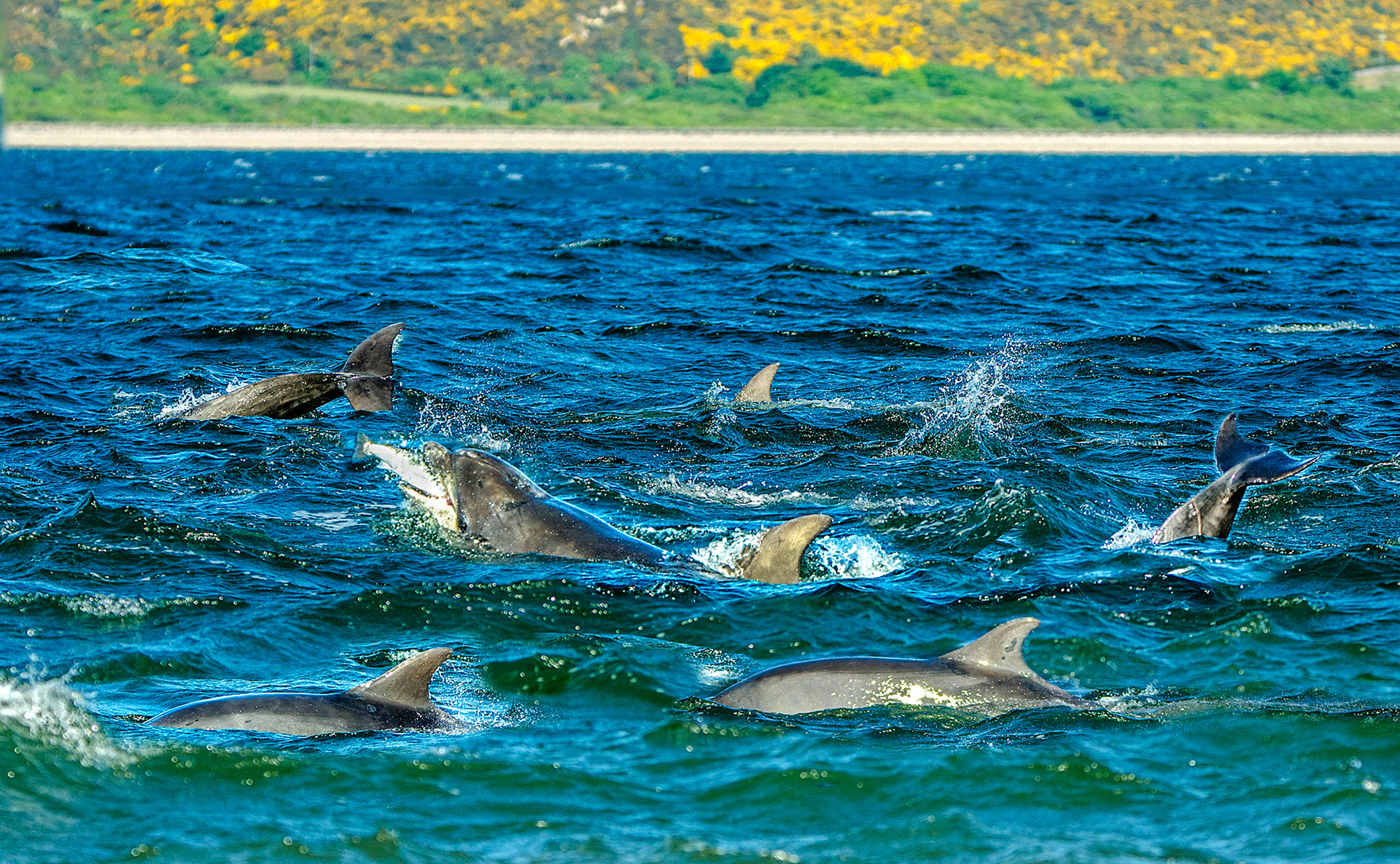 DAUPHINS EN CHASSE A FORTROSE
