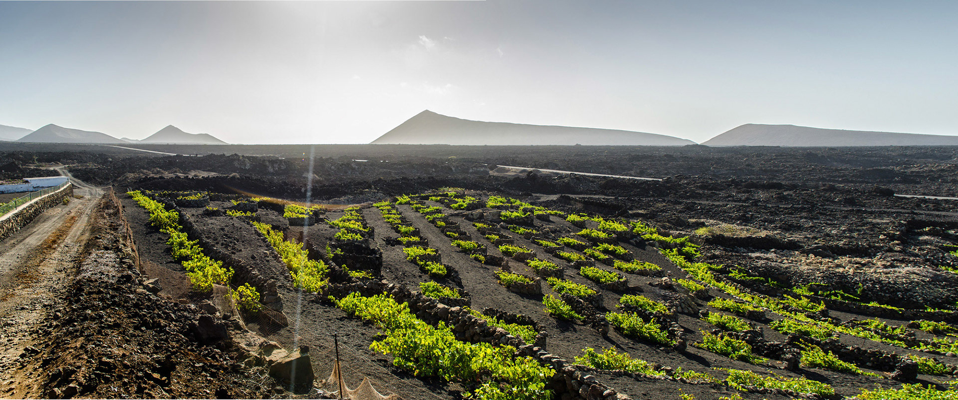 Vignobles de Lanzarote aux iles Canaries.