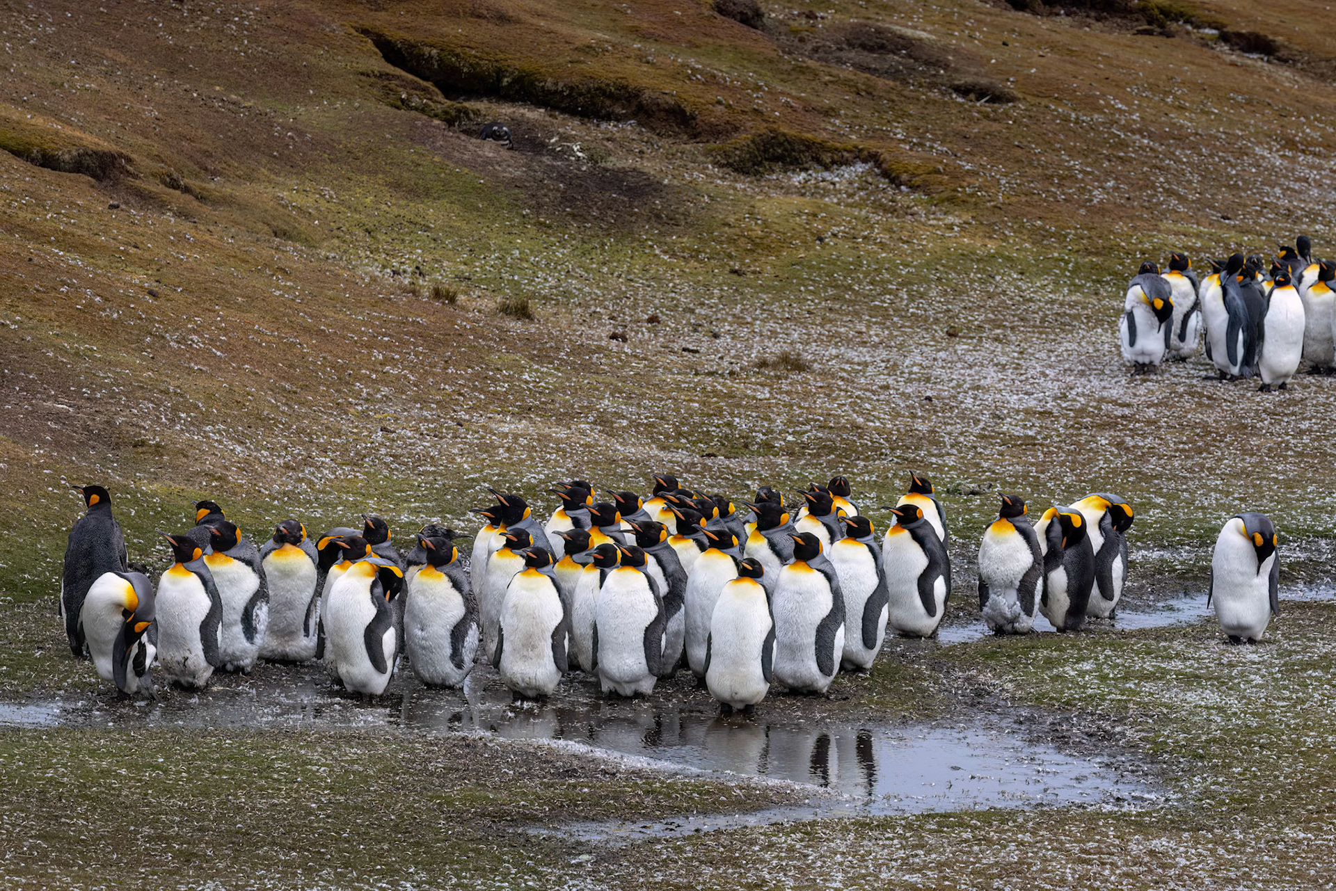 King penguin, Volunteer Point, Stanley, Falkland Islands
