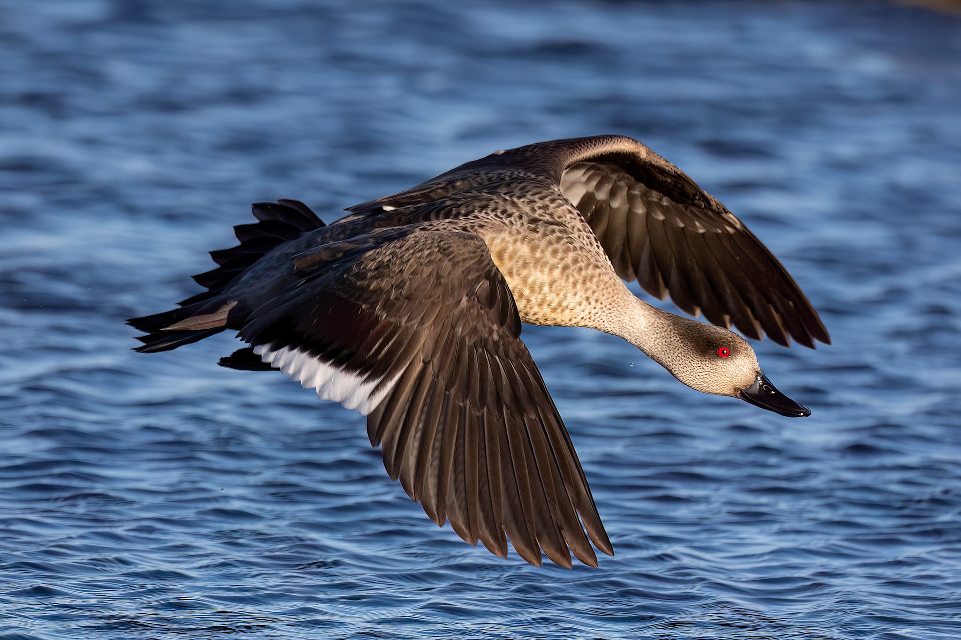 Crested duck, The Settlement, Saunders Island, Falkland Islands