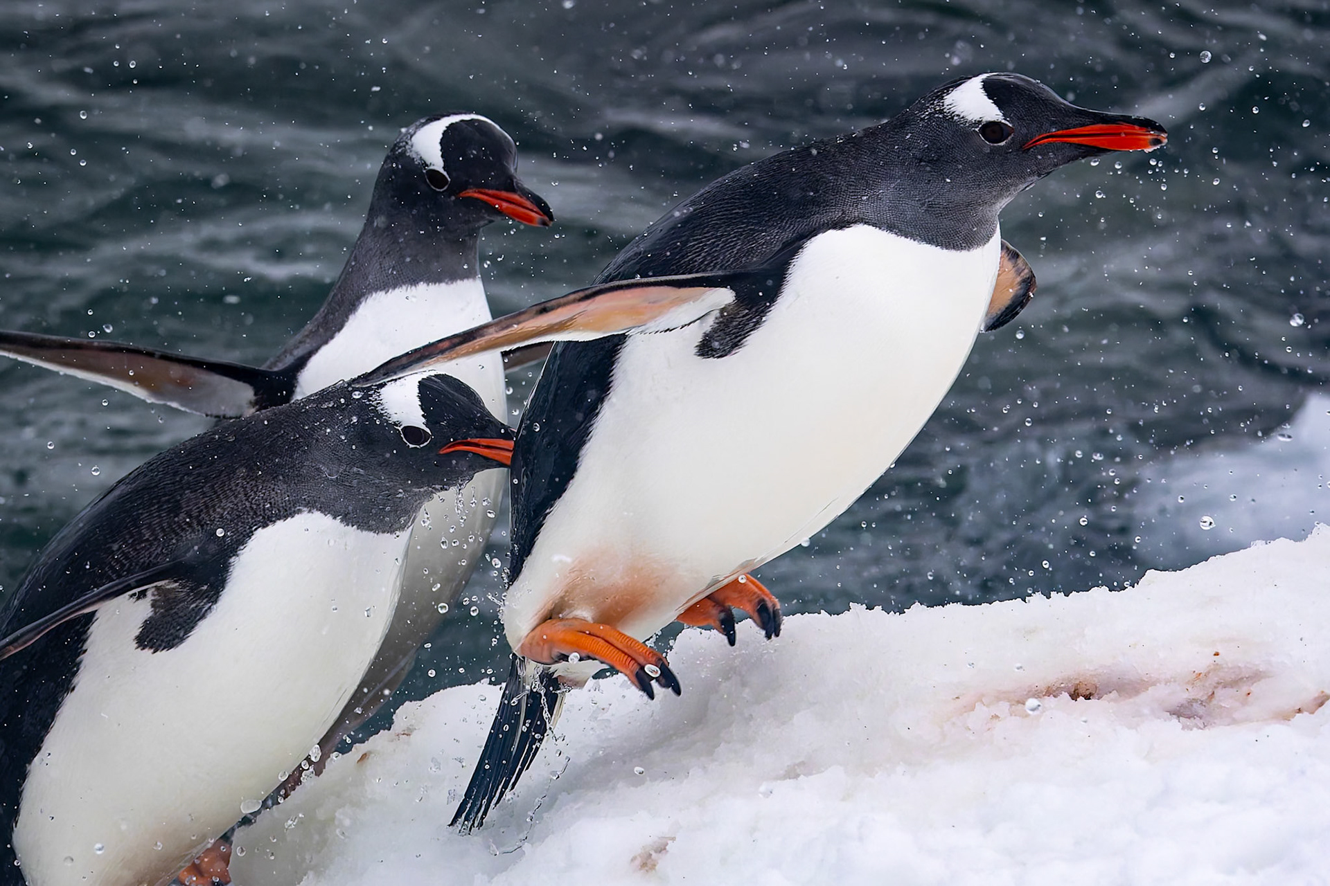 Gentoo penguin, Danko Island, Antarctica