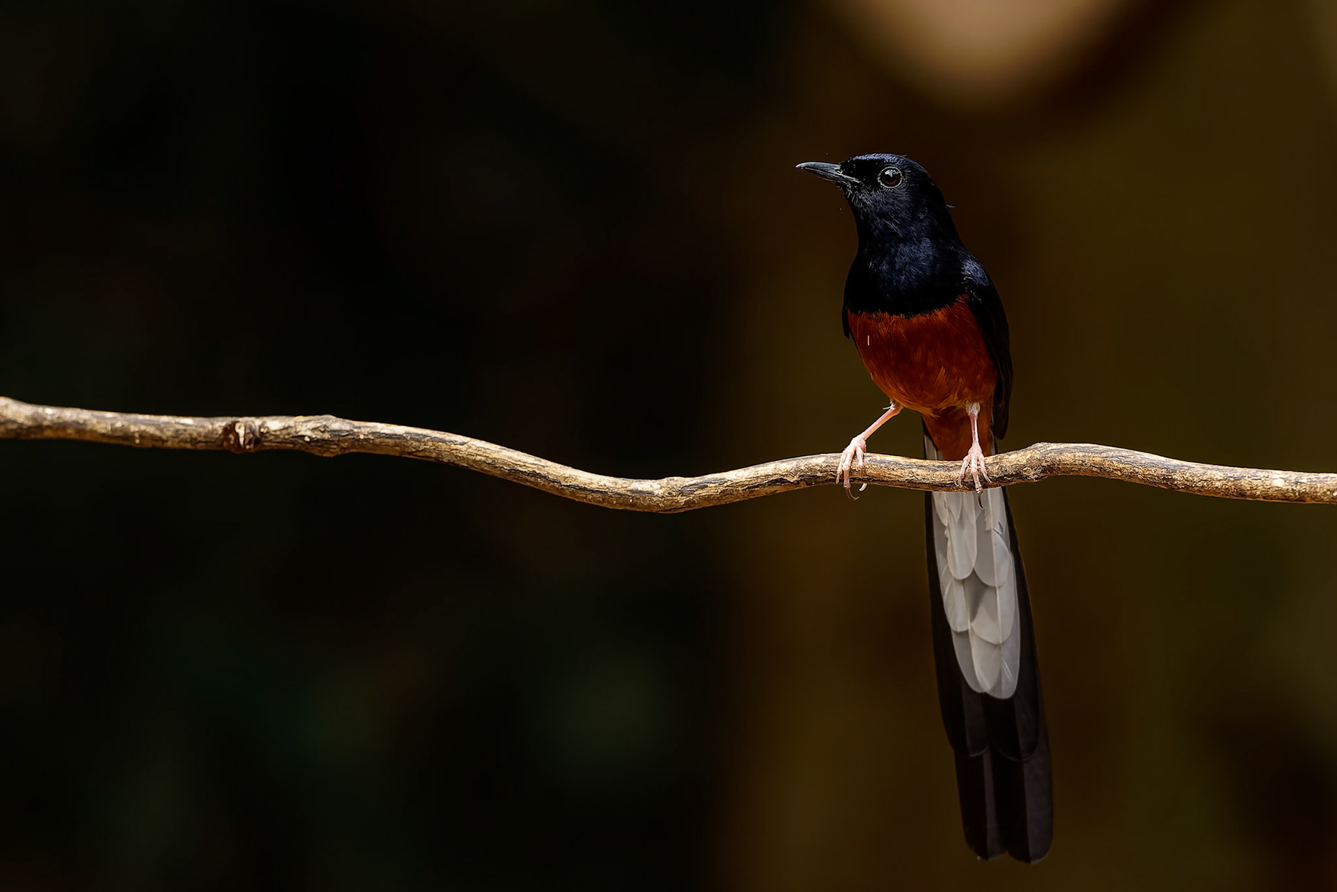 White-rumped shama, Khaeng Krackan National Park, Thailand