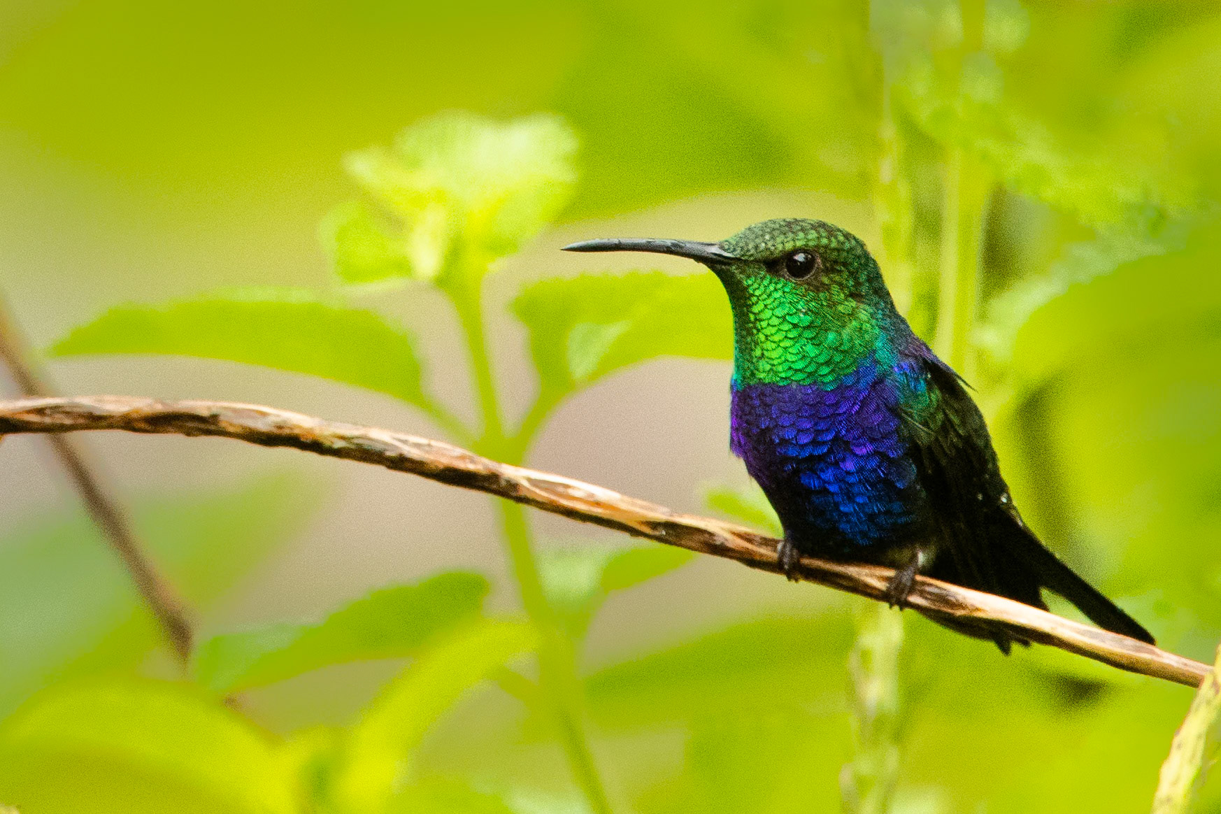 Fork-tailed woodnymph, Amazonia Lodge, Manu National Park,  Peru