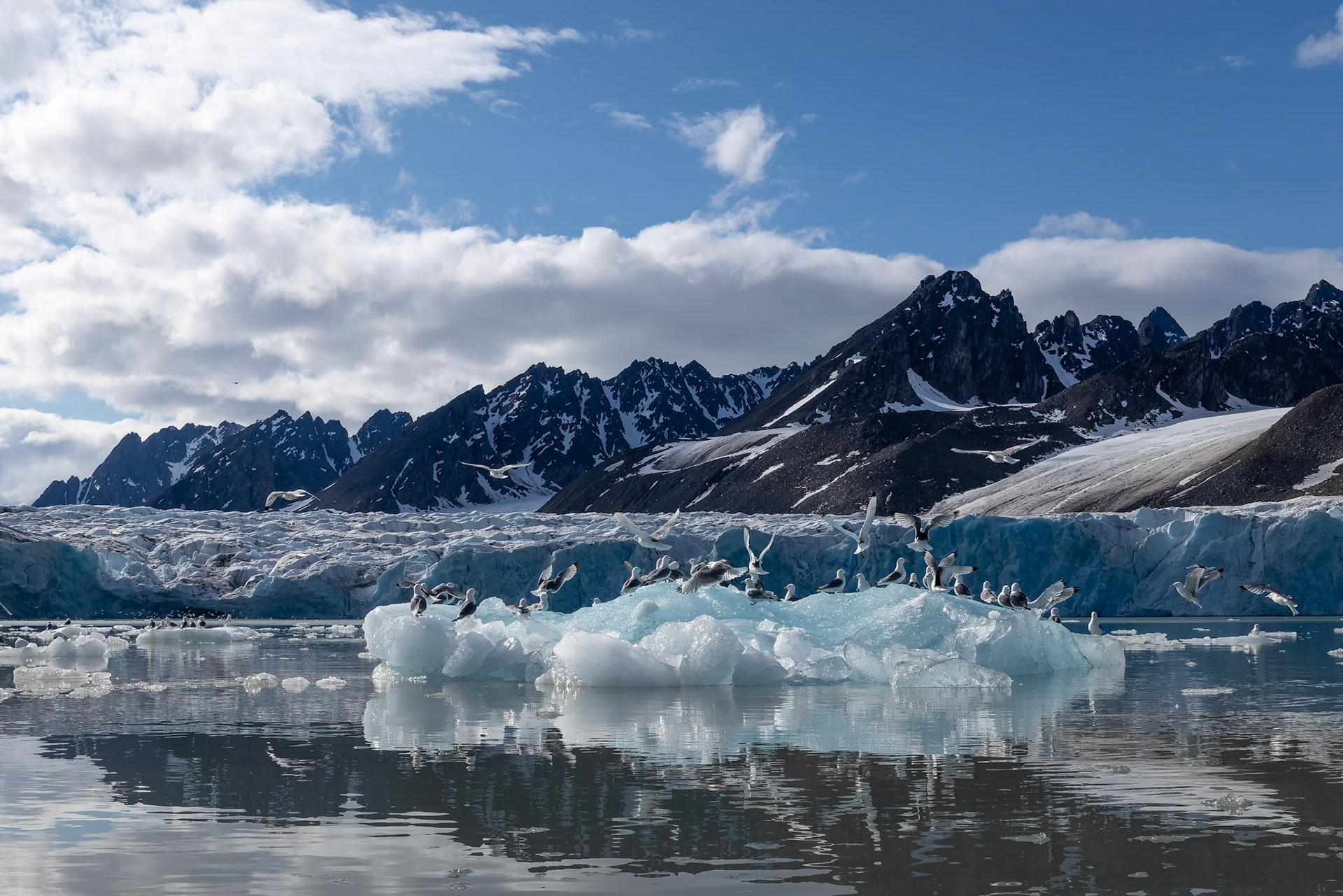 Kittiwake, Monacobreen, Svalbard, Norway