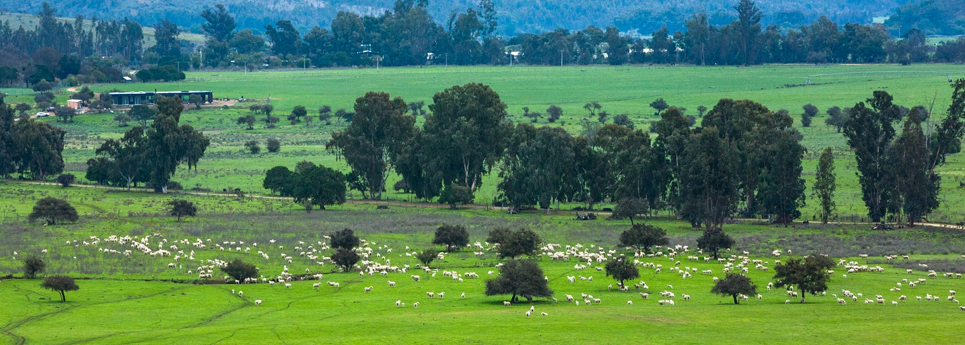 Matetic Winery, San Antonia (near Valparaiso), Chile