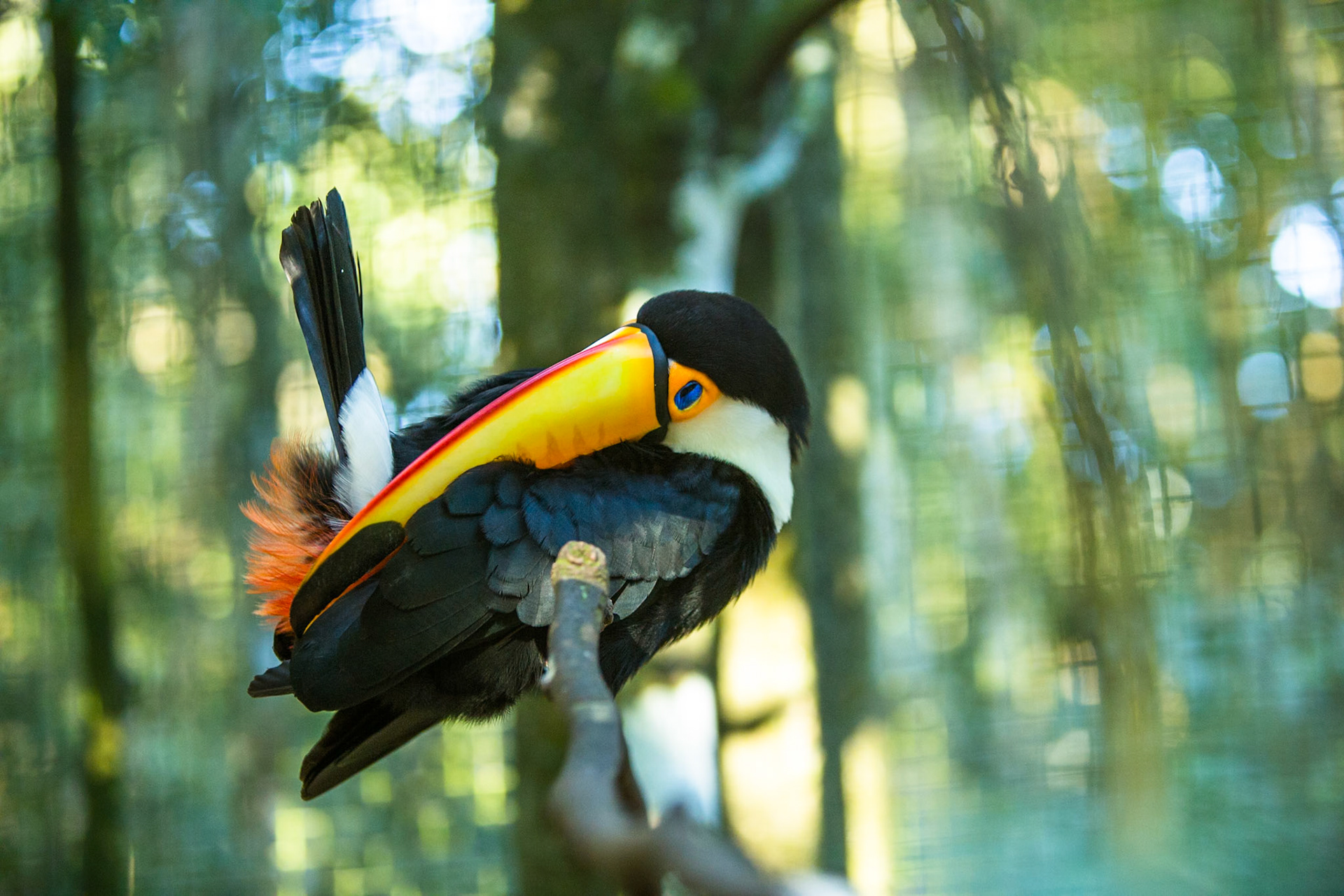 Toco toucan, Iguassu bird park, Brazil