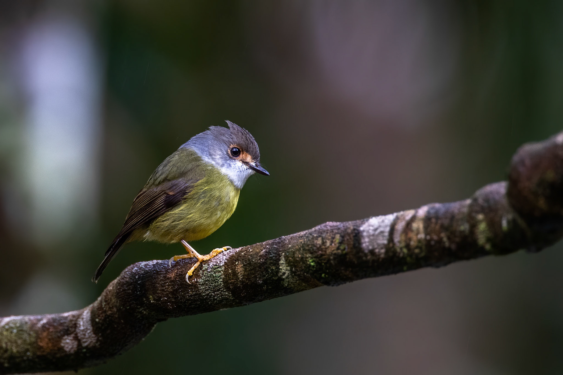 Pale-yellow robin, Lake Eacham, Queensland, Australia