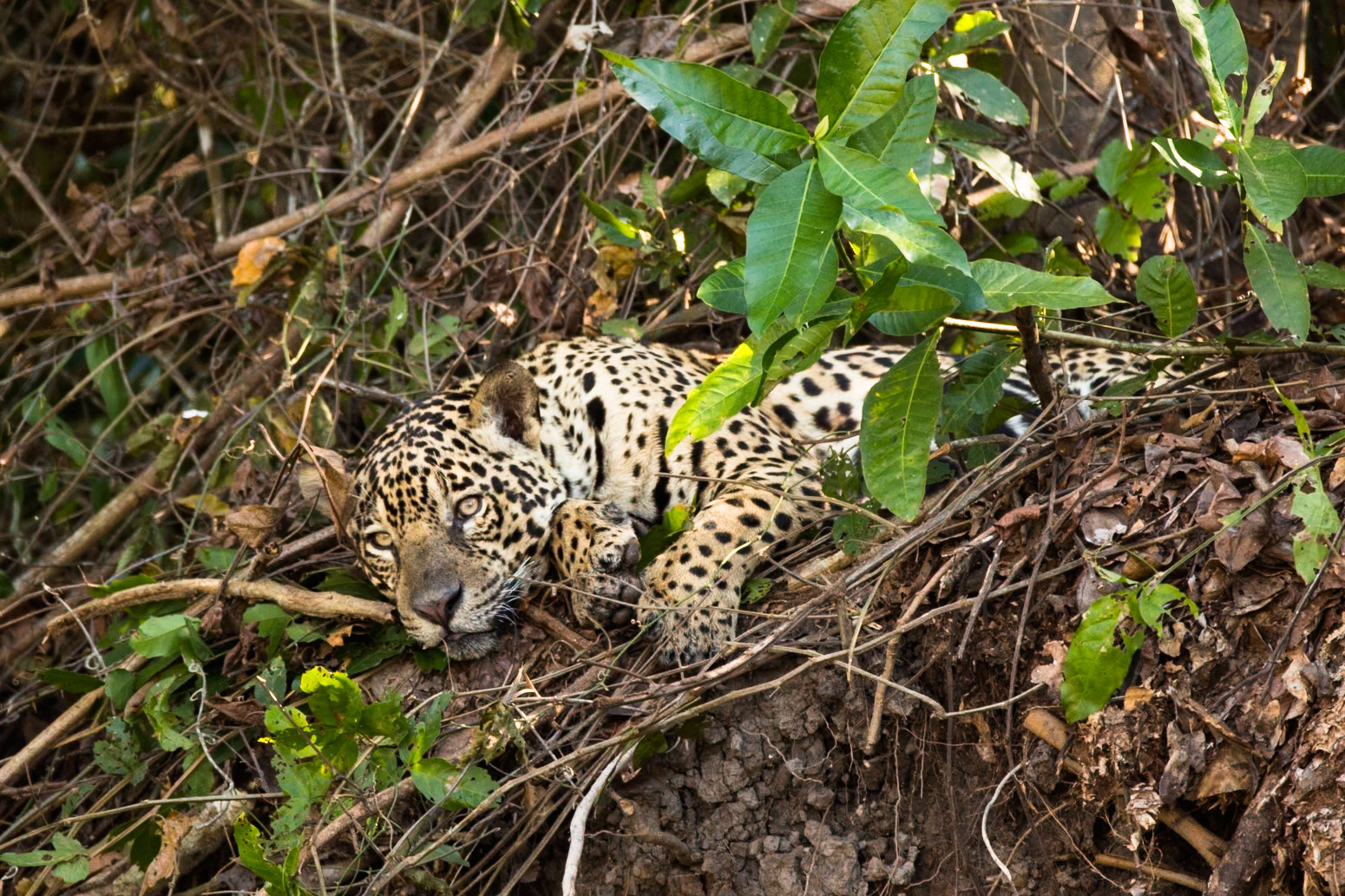 Jaguar, Porto Jofre, Pantanal, Brazil