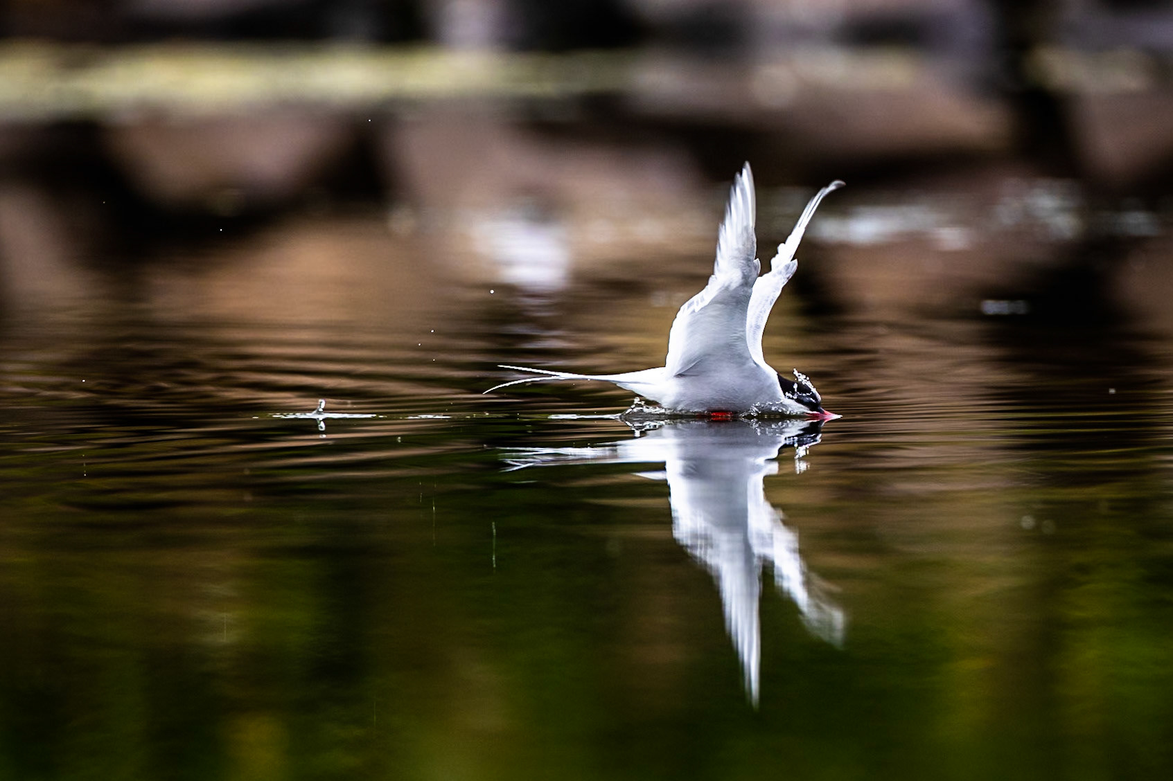 Arctic tern, Grímsey Island, Iceland