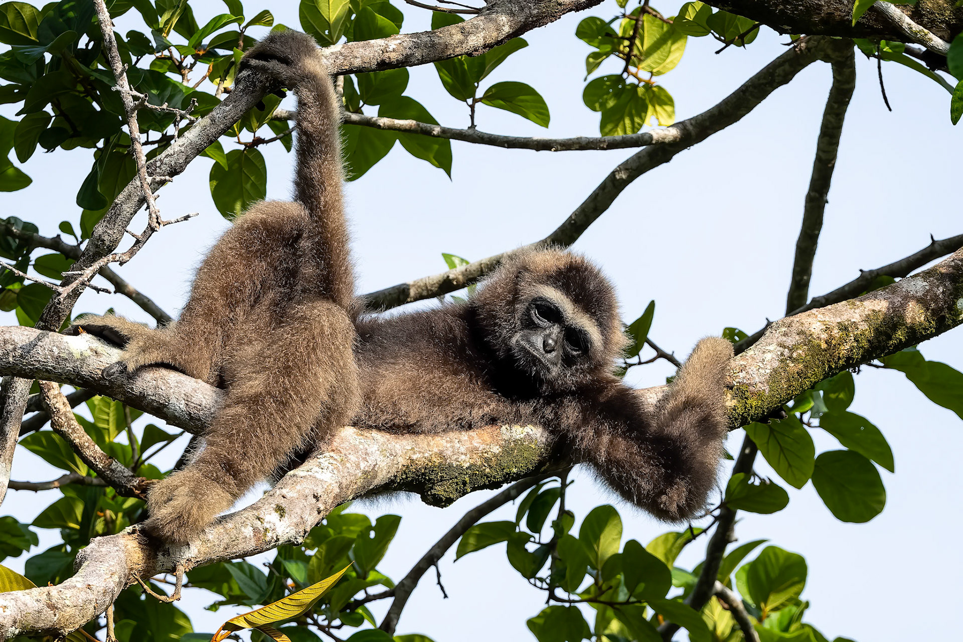 Eastern grey gibbon, Sepilok, Borneo