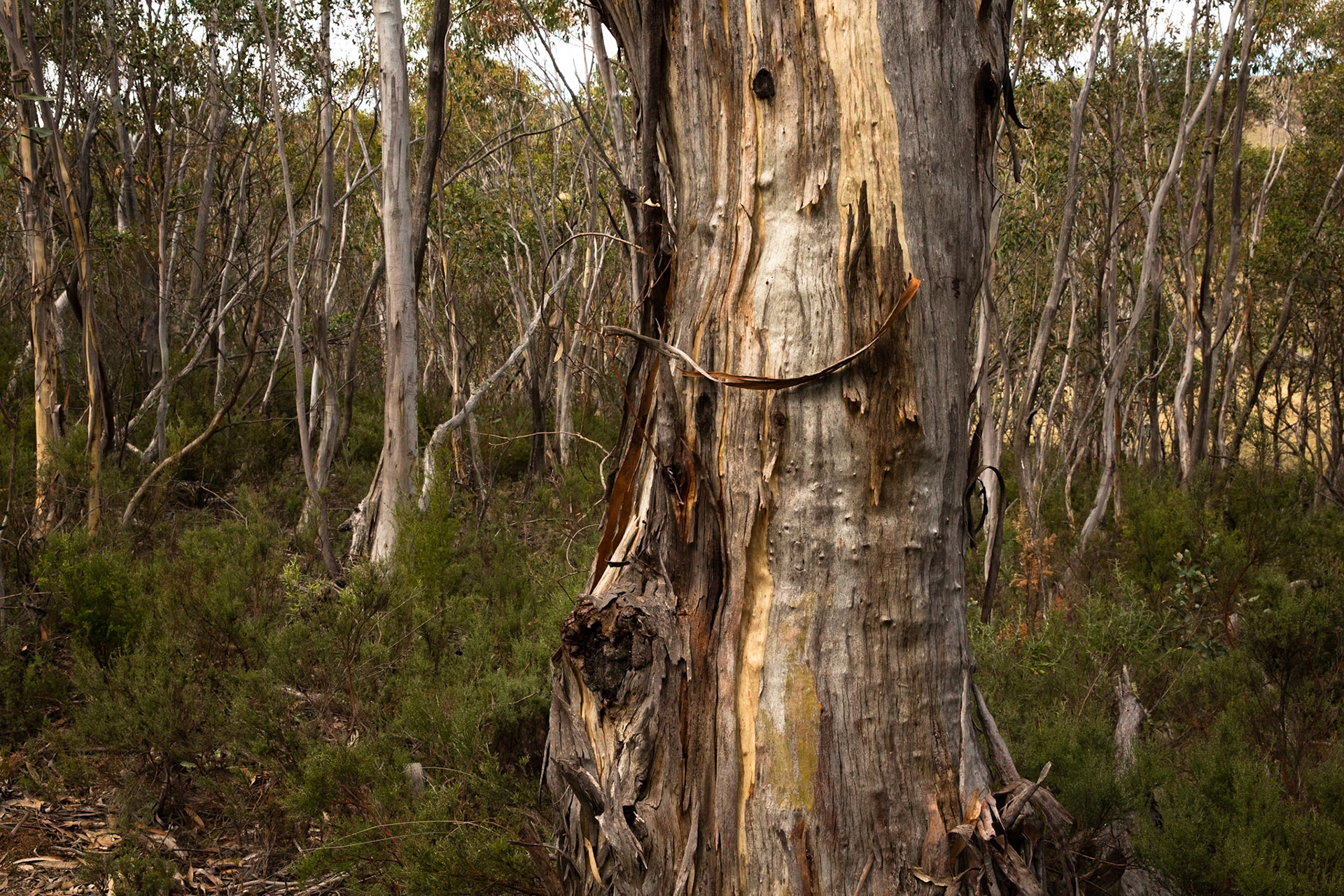 Sawpit creek track, Mount Kosciuszko National Park, Snowy Mountains, New South Wales