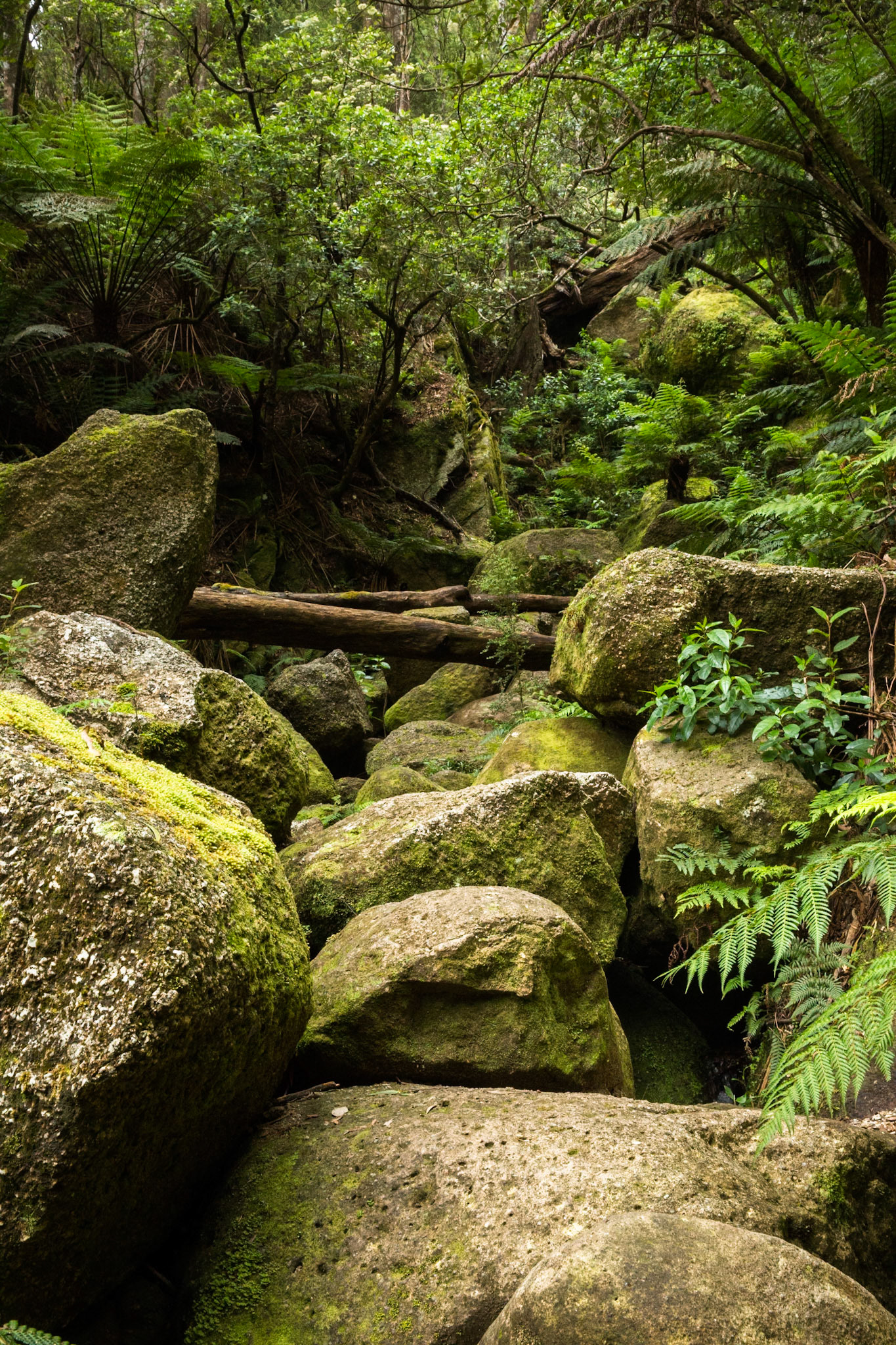 Telegraph Saddle carpark via Windy Saddle and Ferny Glade to Sealers Cove / beach (lunch and return.