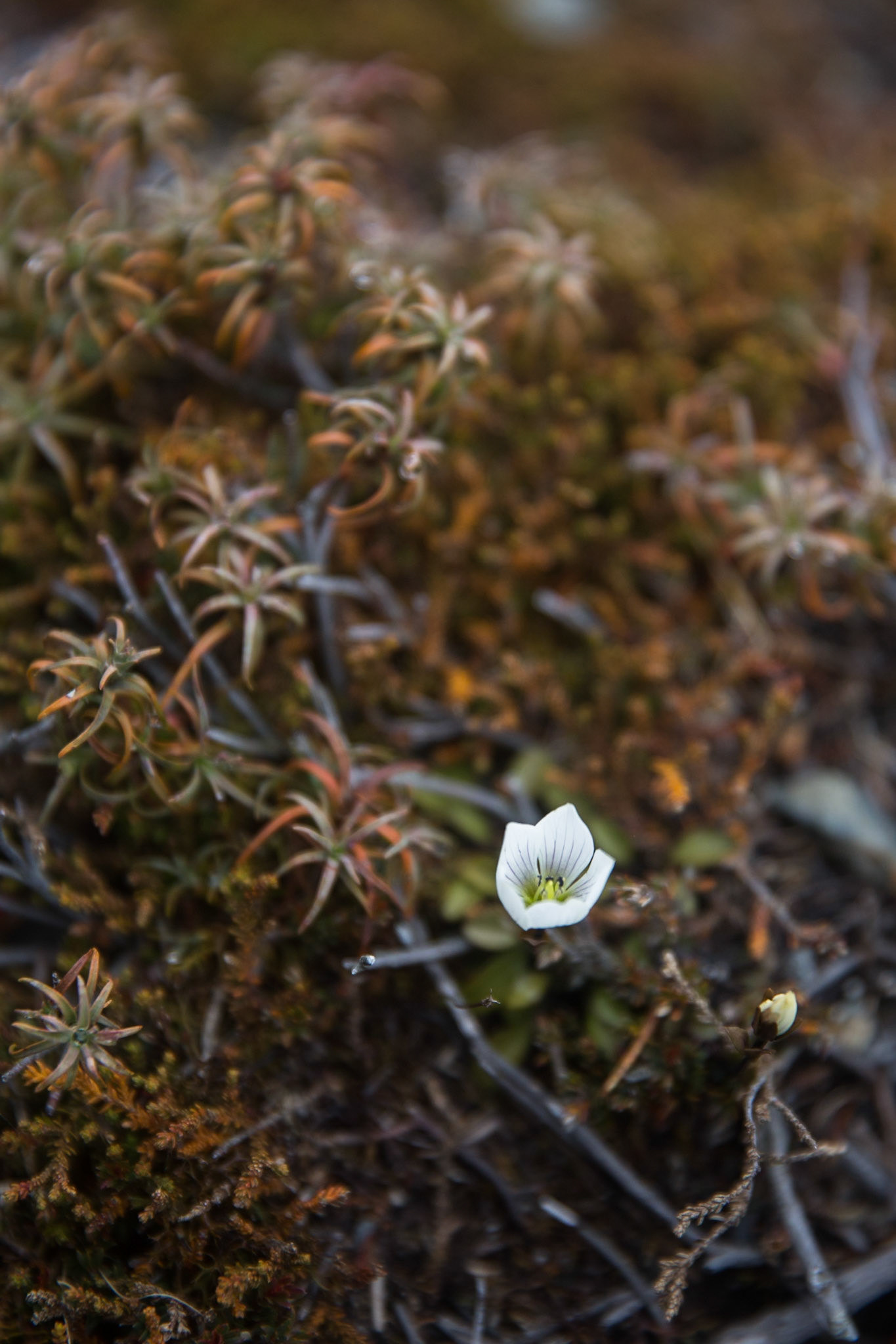 Tongariro Alpine Crossing, New Zealand