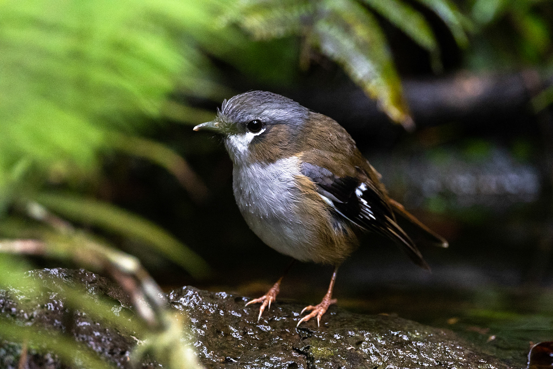 Grey-headed robin, Lake Eacham, Atherton Tablelands, Queensland