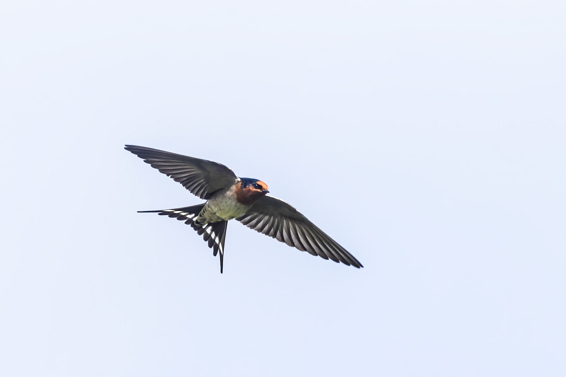 Welcome swallow, Turon Gates, New South Wales