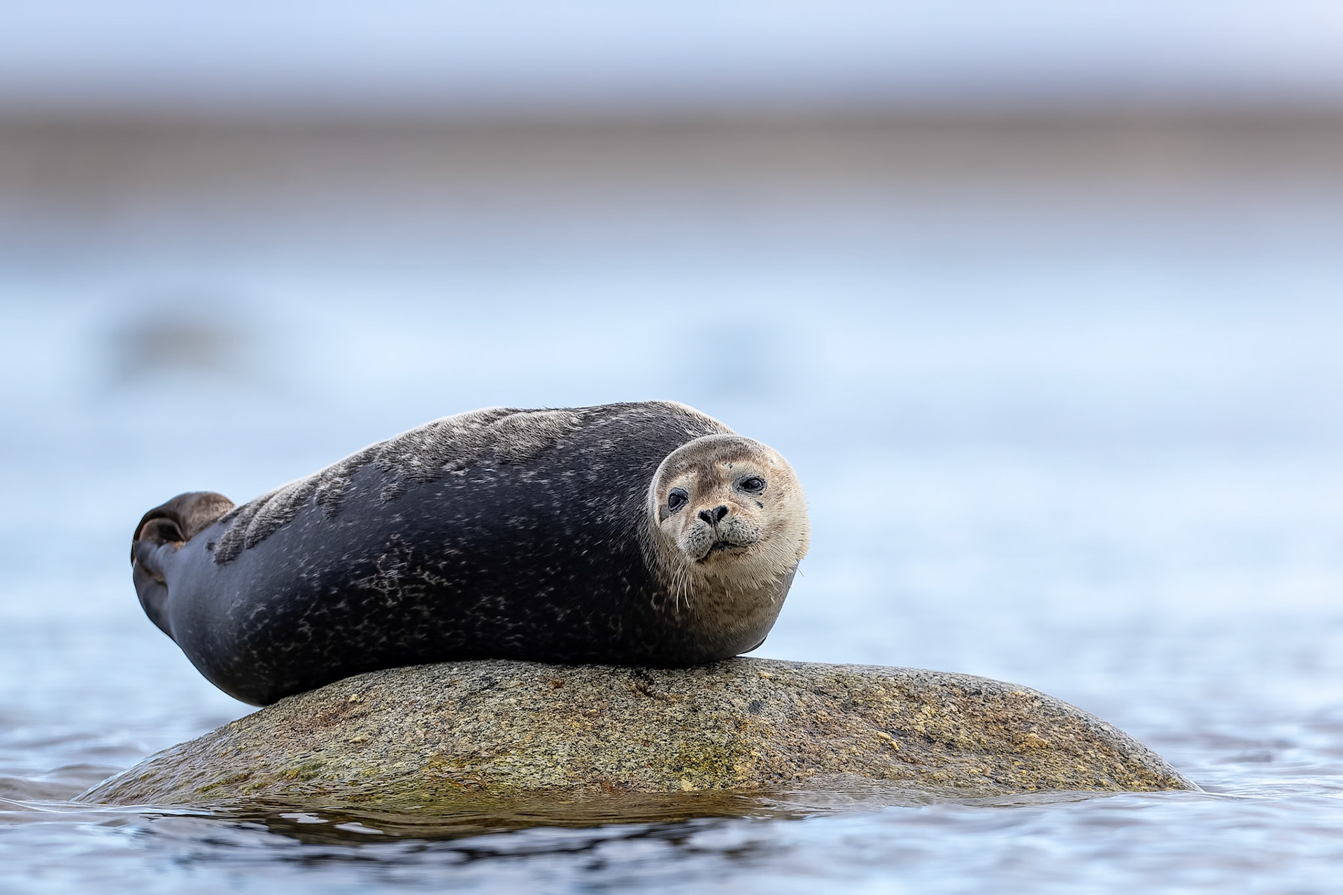 Harbour seal, Virgohamna, Svalbard, Norway
