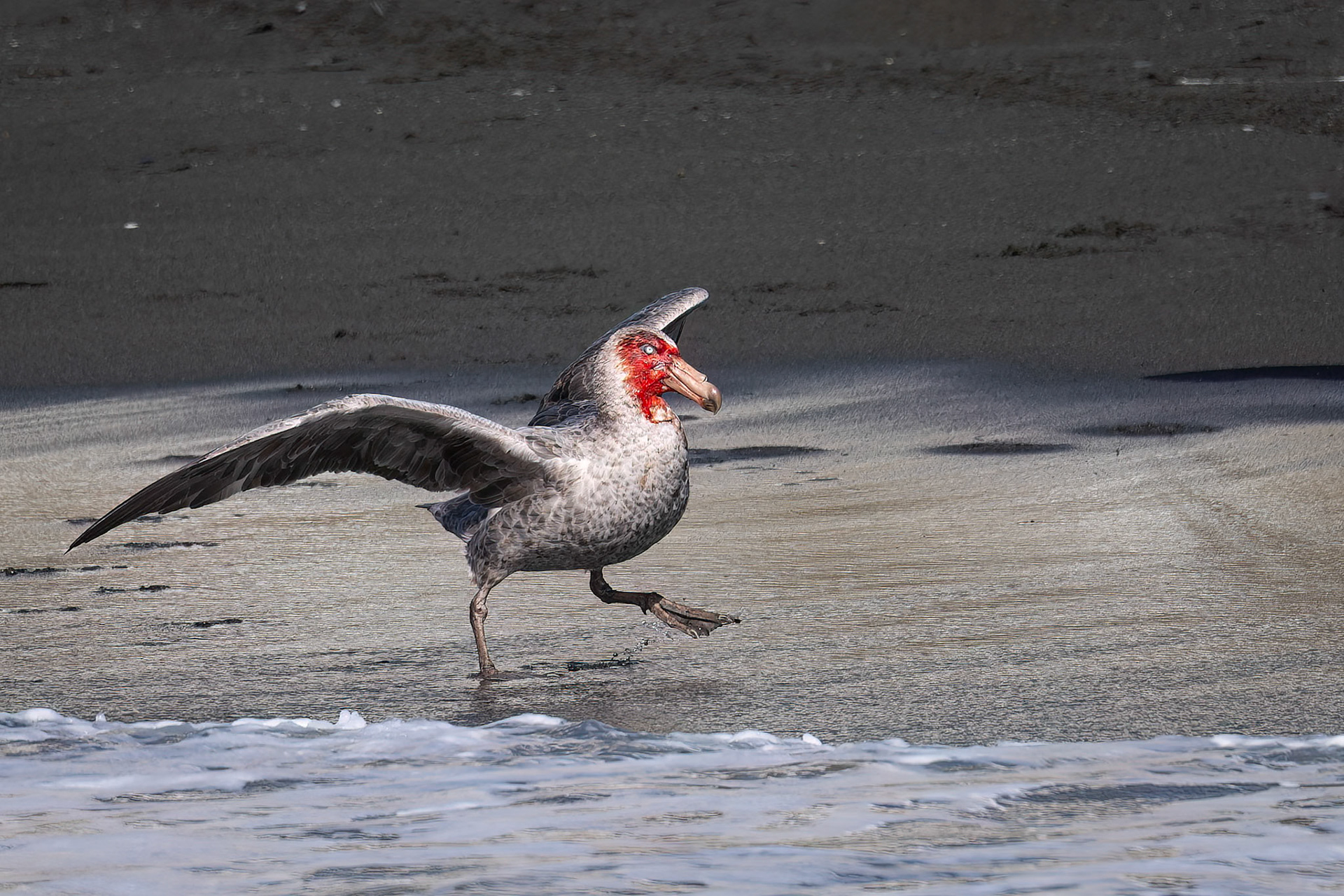 Southern giant-petrel, Cooper's Bay, South Georgia