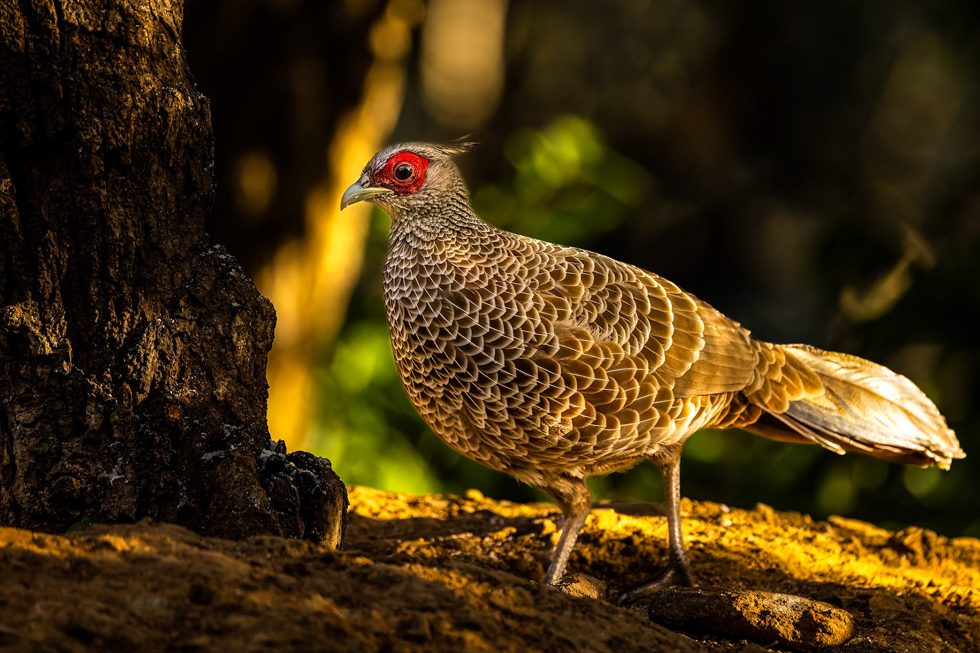 Kalij pheasant, Bird's Den, Corbett Tiger Reserve, India