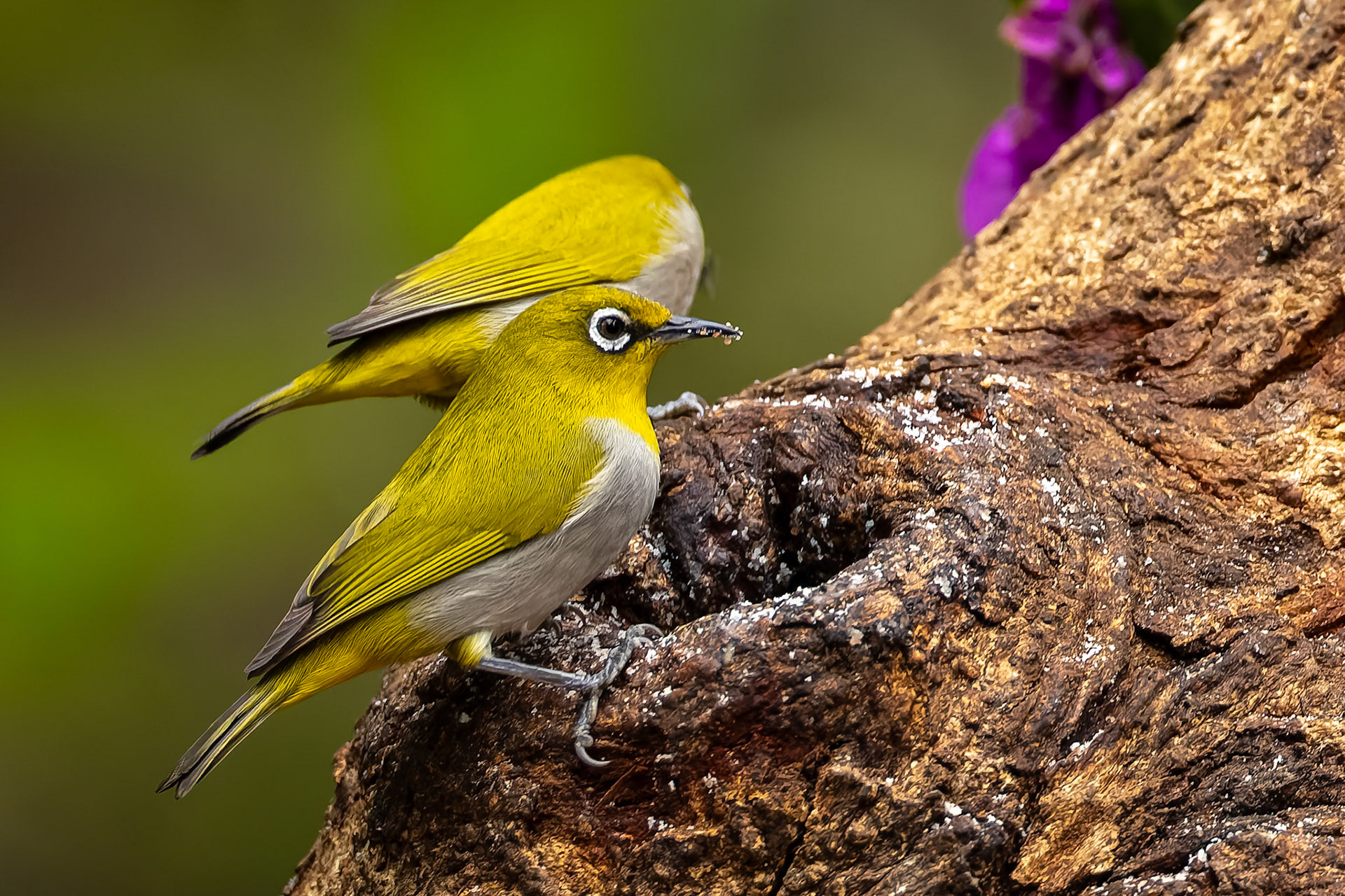 Indian white-eye, Bird's Den, Corbett Tiger Reserve, India