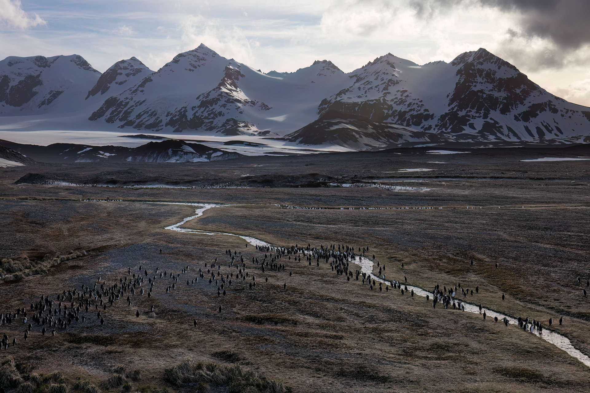 King penguin, Salisbury Plains, South Georgia