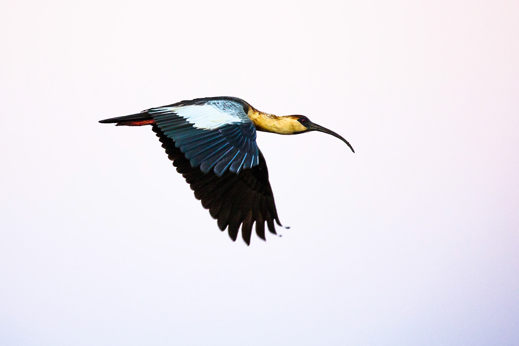 Buff-necked ibis, Pousada Piuval, Pantanal, Brazil