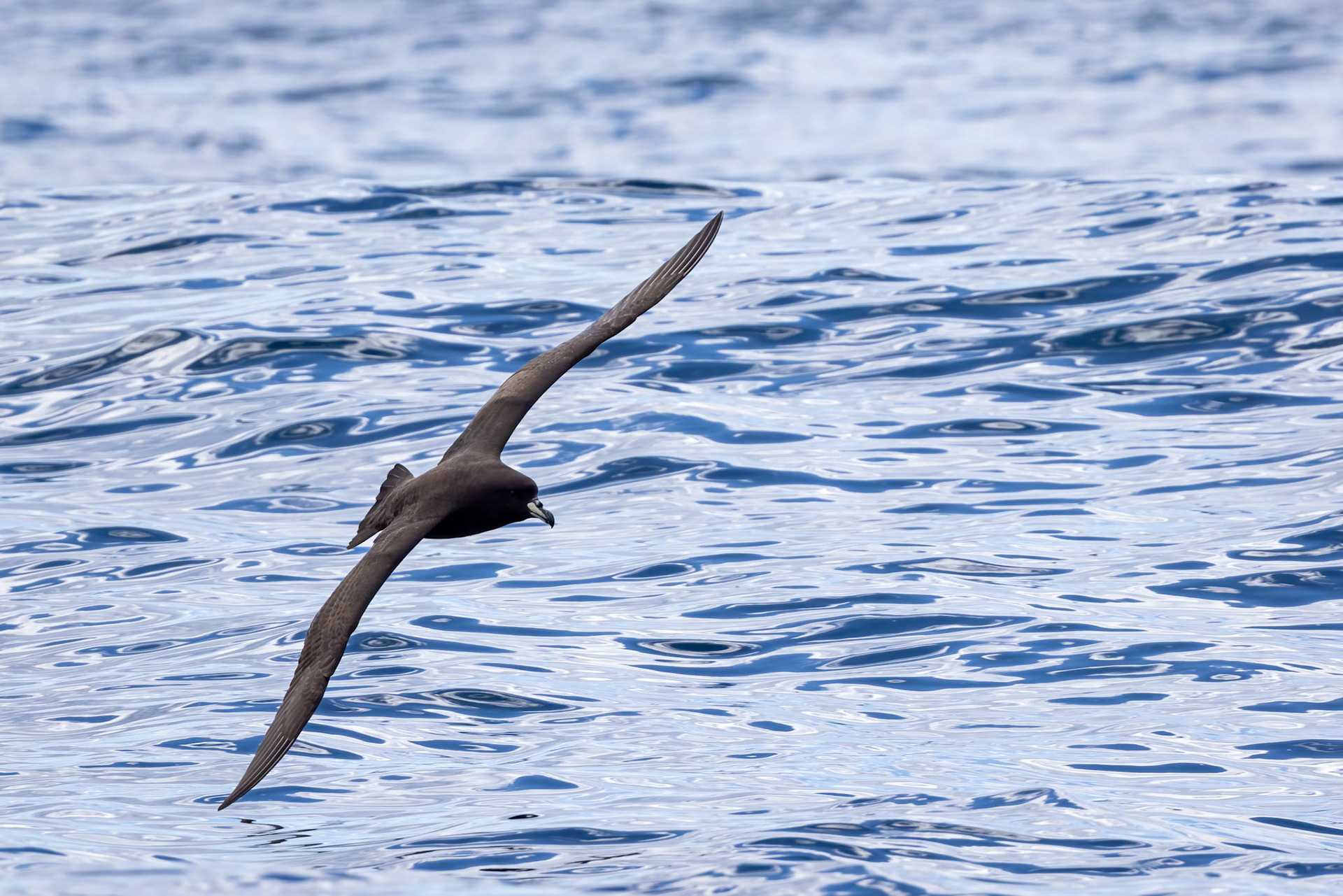 Westland petrel, Kaikōura, New Zealand