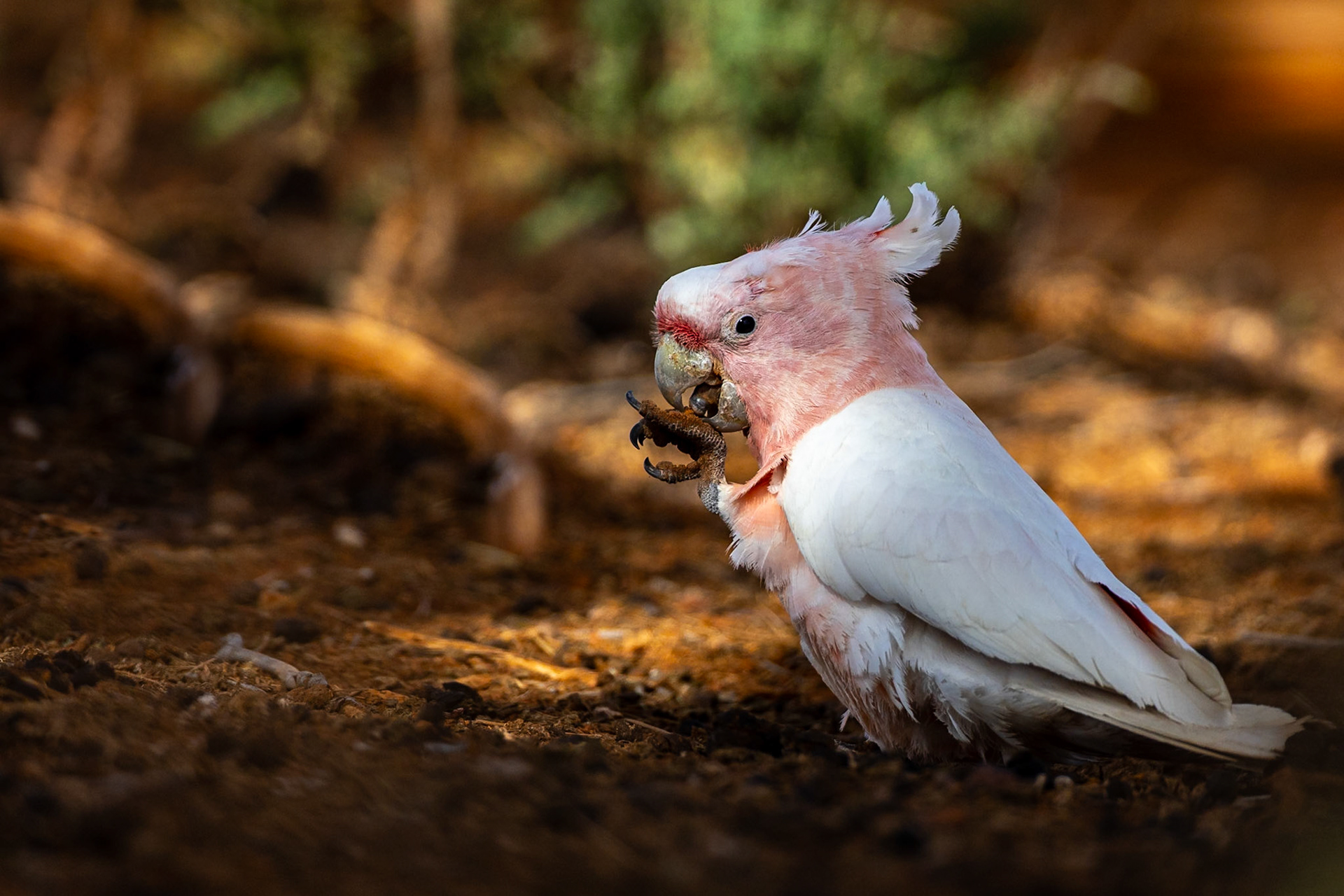 Pink cockatoo, Mt Ives, Port Augusta, South Australia