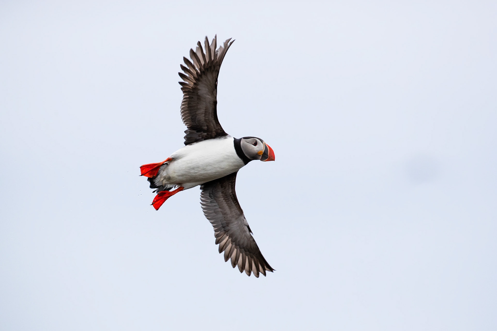 Atlantic puffin, Grímsey Island, Iceland