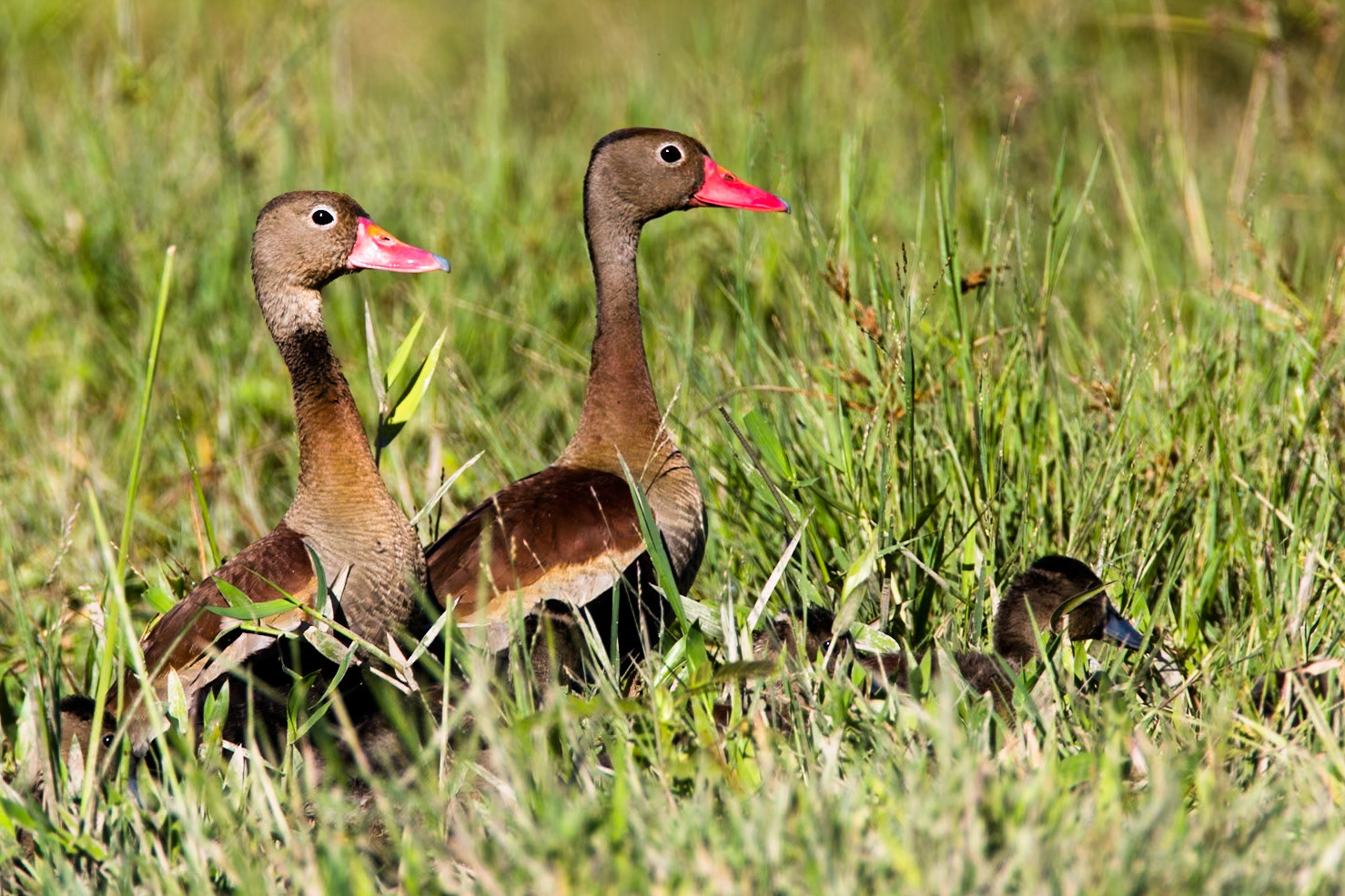 Black-bellied whistling ducks, Porto Jofre, Pantanal, Brazil