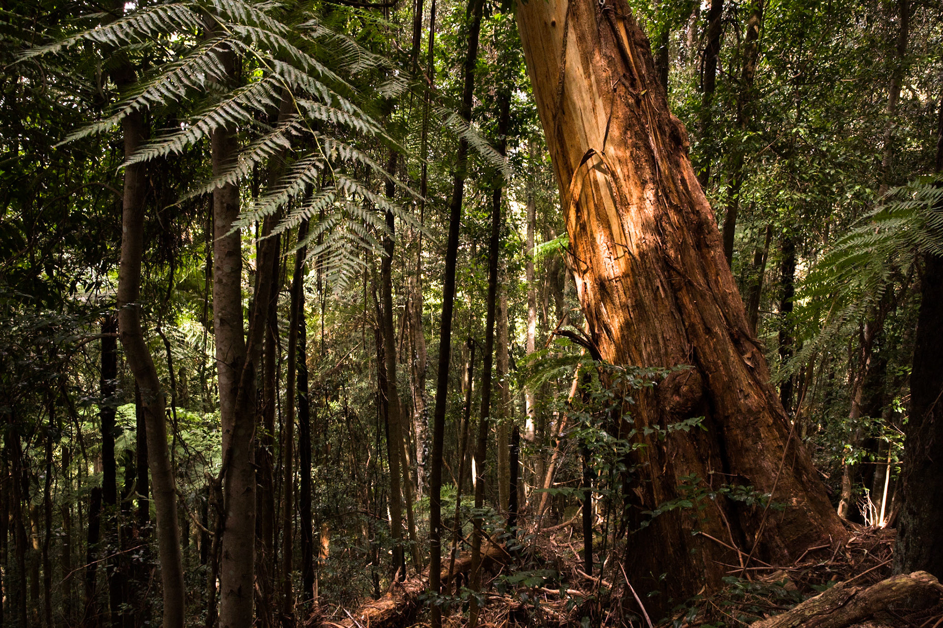 Started at the Scenic Railway and descended via Furber Steps to Federal Pass. Traversed Federal Pass past the lower station of Scenic Railway; through the landslide area; past the bottom of Golden Stairs as far as Ruined Castle.  Lunch on top Ruined Castle then completed a circuit around Ruined Castle back to Federal Pass.  Retraced our steps to Golden Stairs which we took up to Narrow Neck. Notes by Peter Watt.