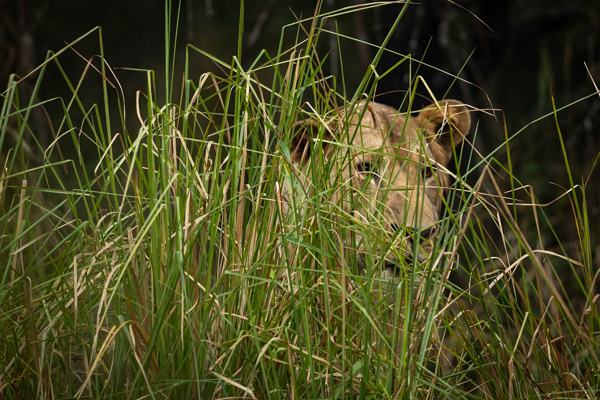Lion, Gorongosa, Mozambique