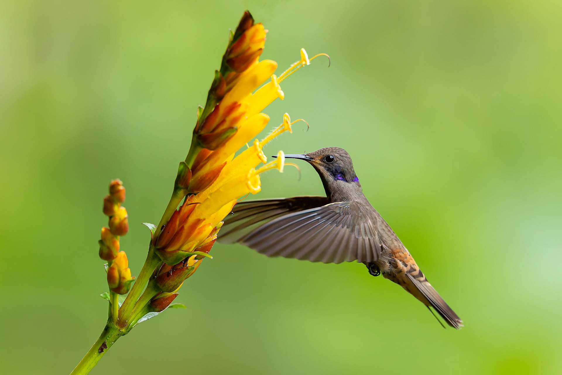 Brown violetear, Umbrella Bird Lodge, Buenaventura Nature Reserve, Ecuador