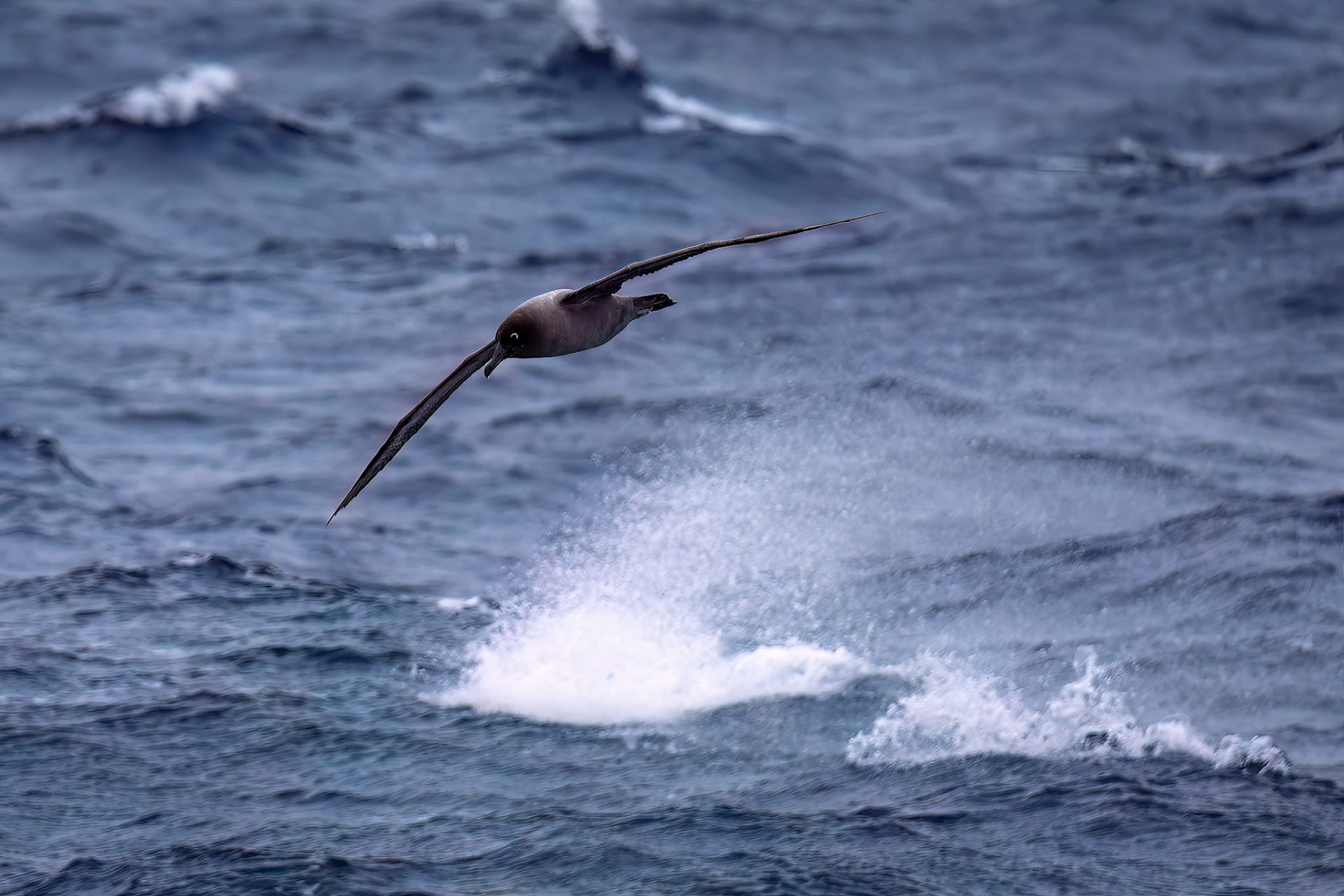 Light-mantled albatross, from the Falklands towards South Georgia